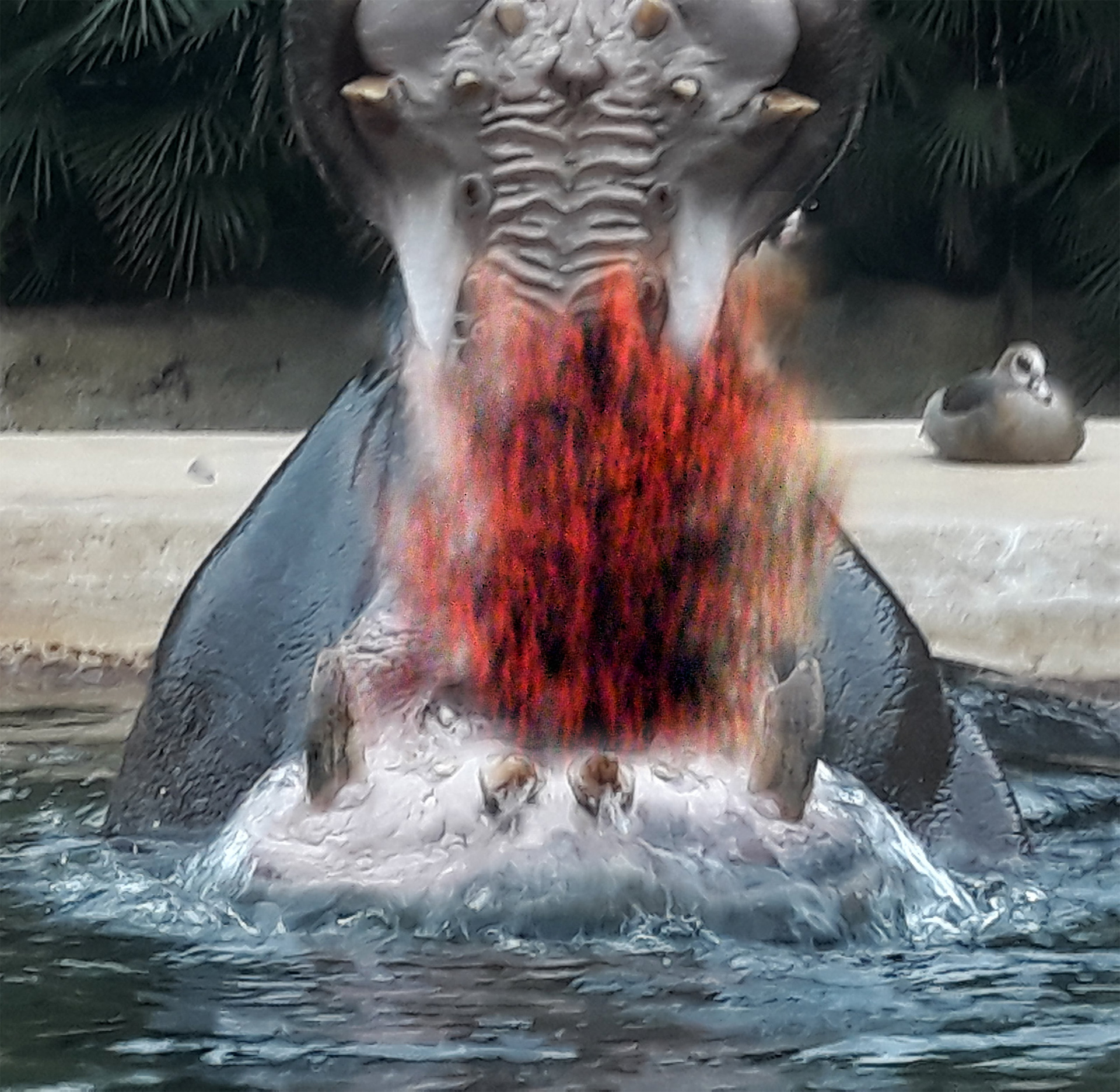 Hippofire