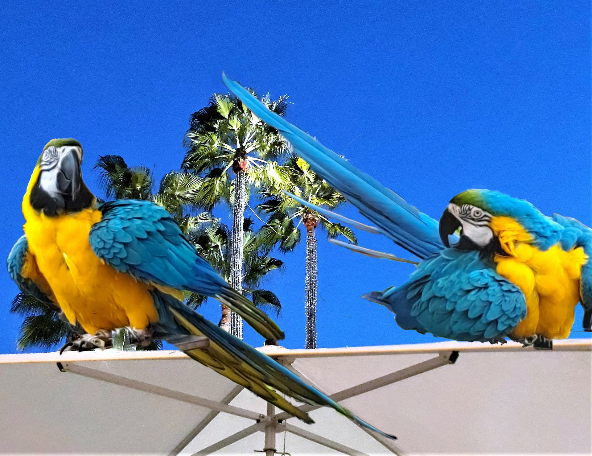 Parrott Talk