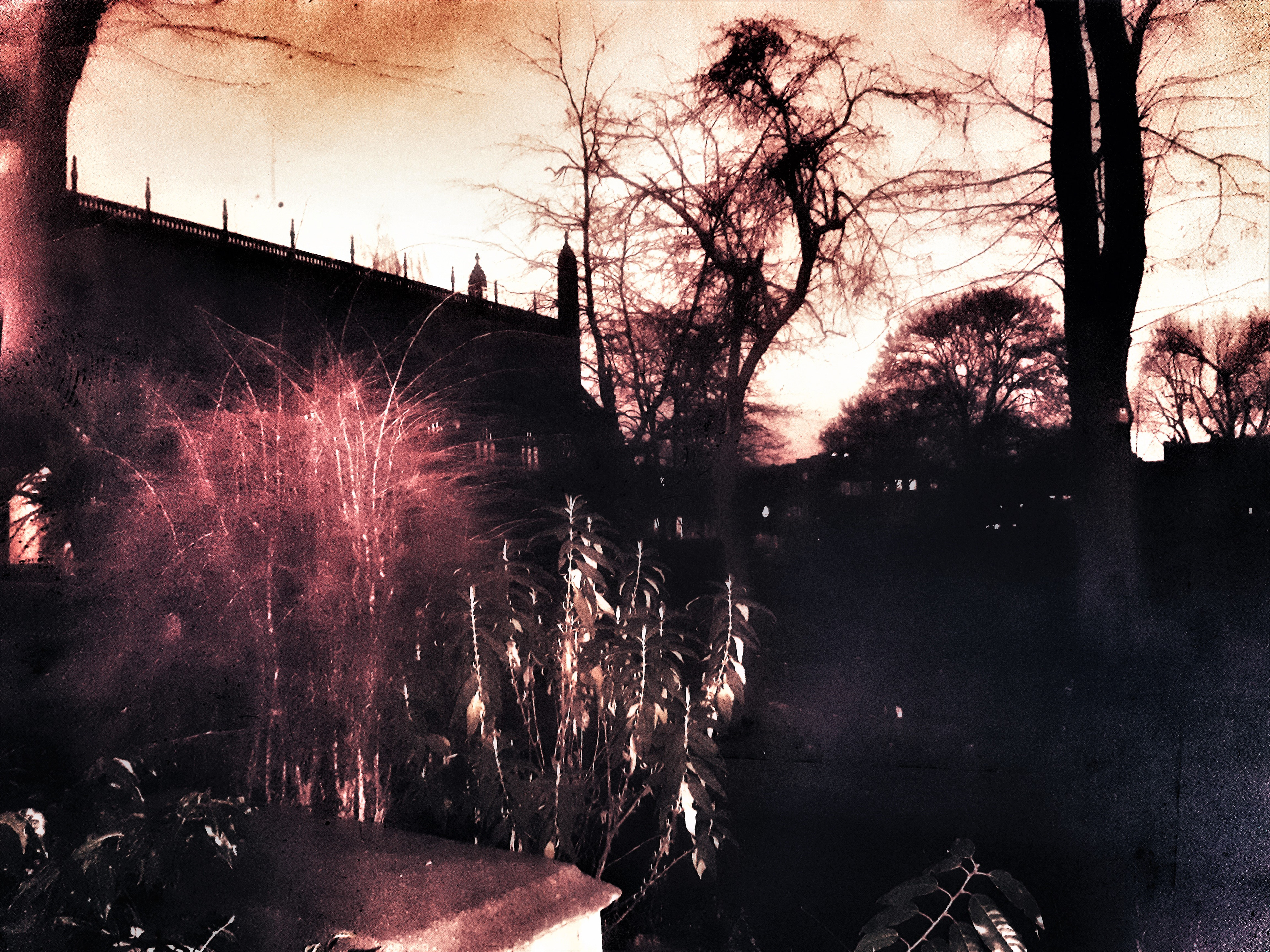 Night Garden