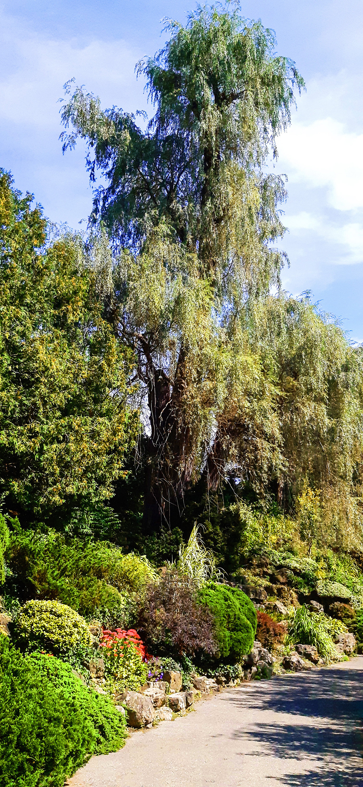 Tall Tree