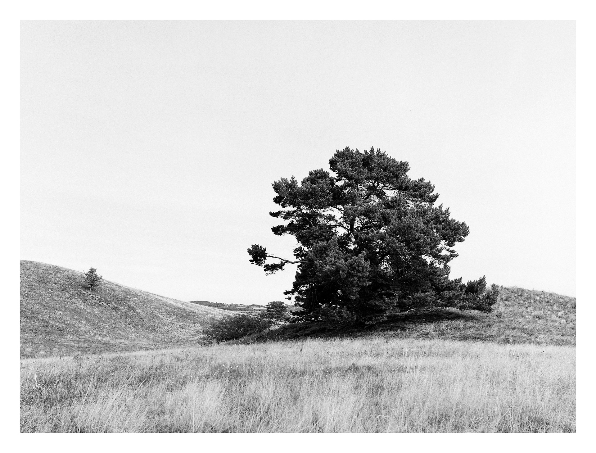 Black and white photos of trees by the sea