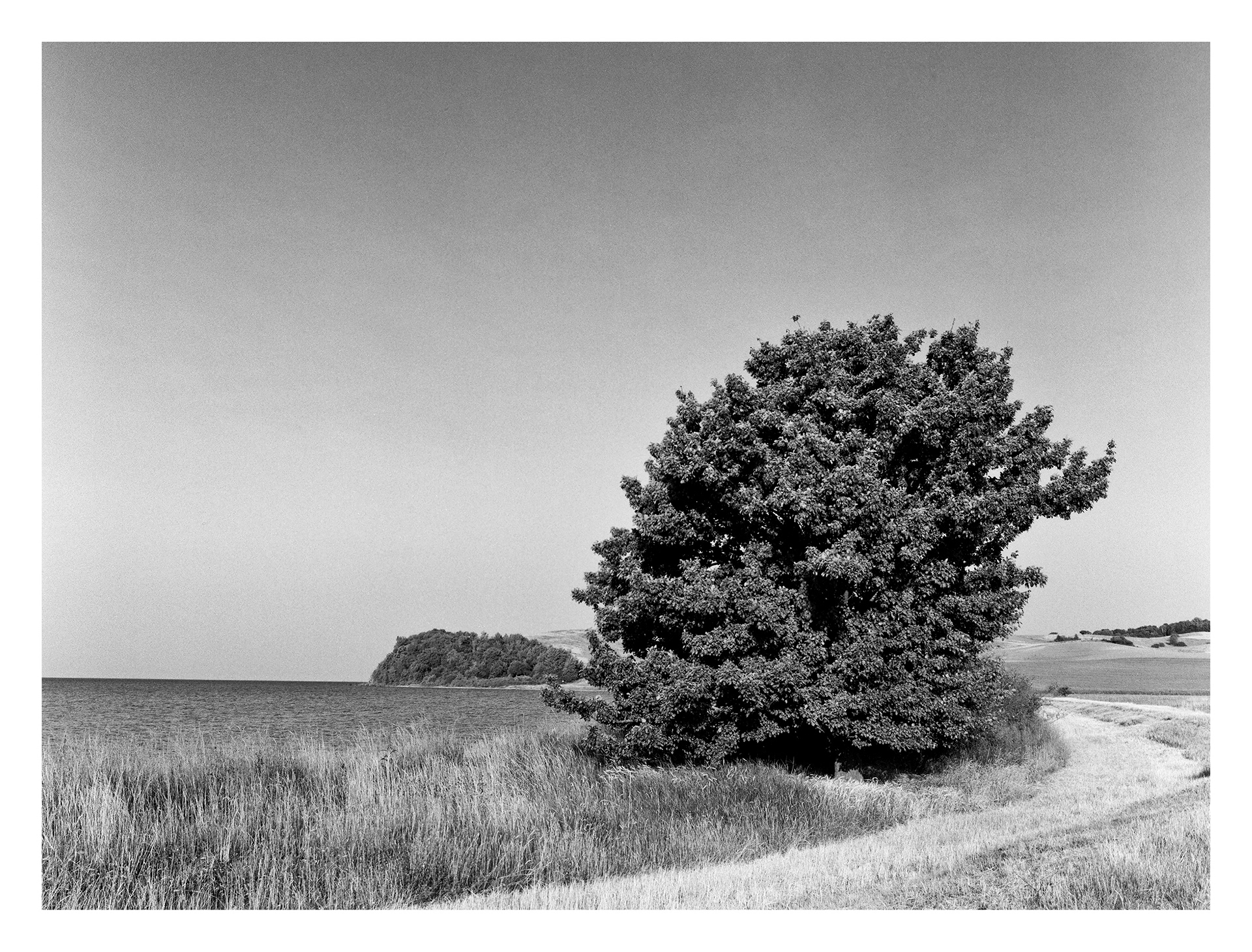 Black and white photos of trees by the sea