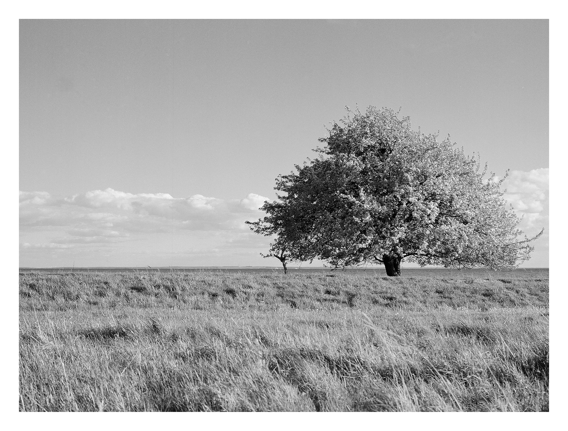 Black and white photos of trees by the sea