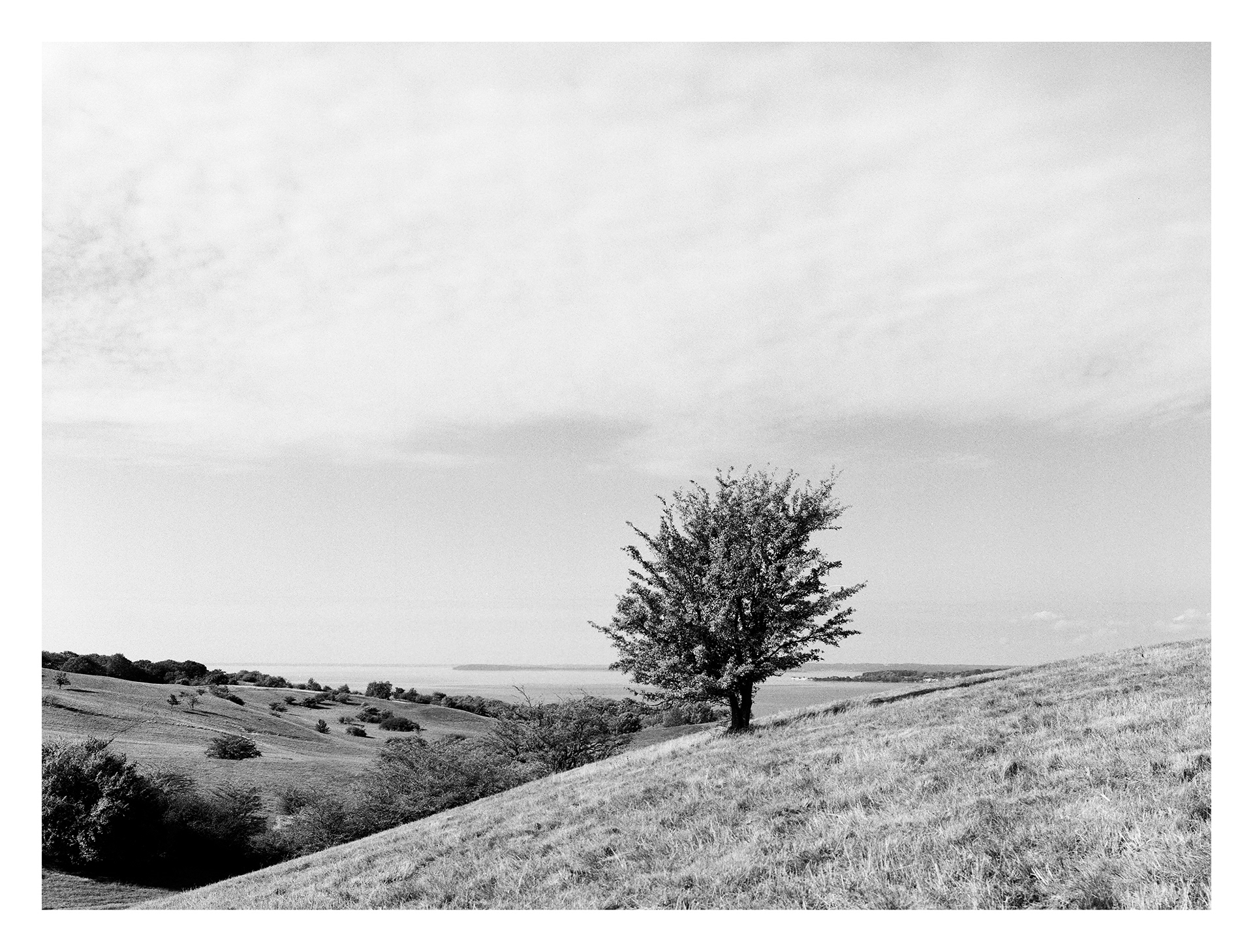 Black and white photos of trees by the sea