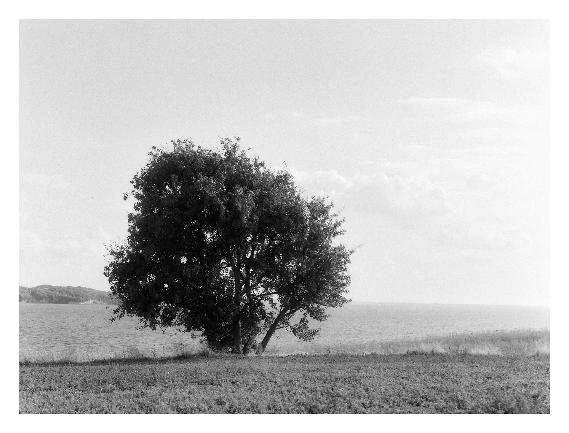Black and white photos of trees by the sea