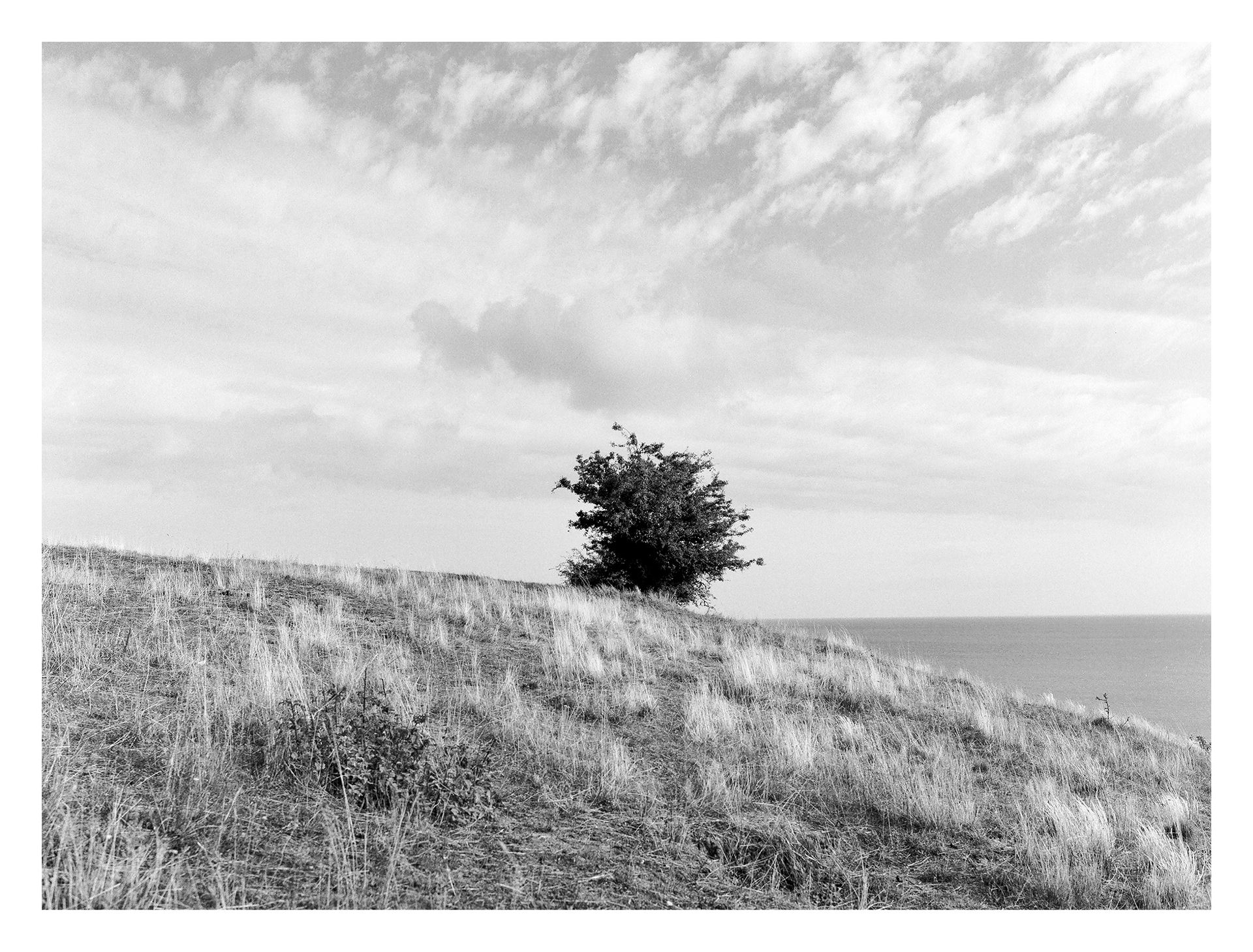 Black and white photos of trees by the sea