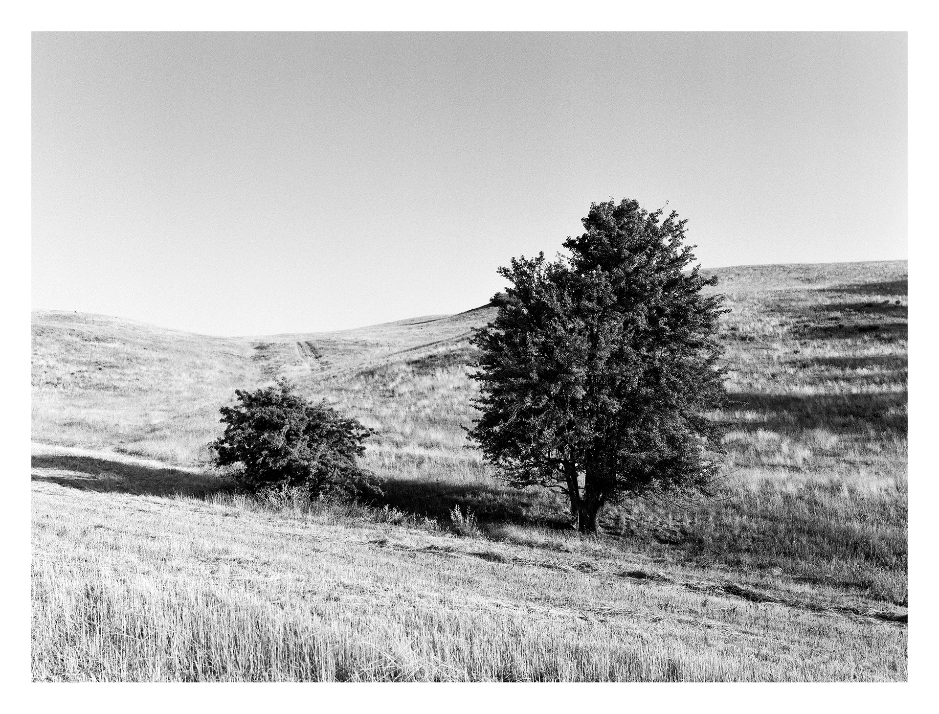 Black and white photos of trees by the sea