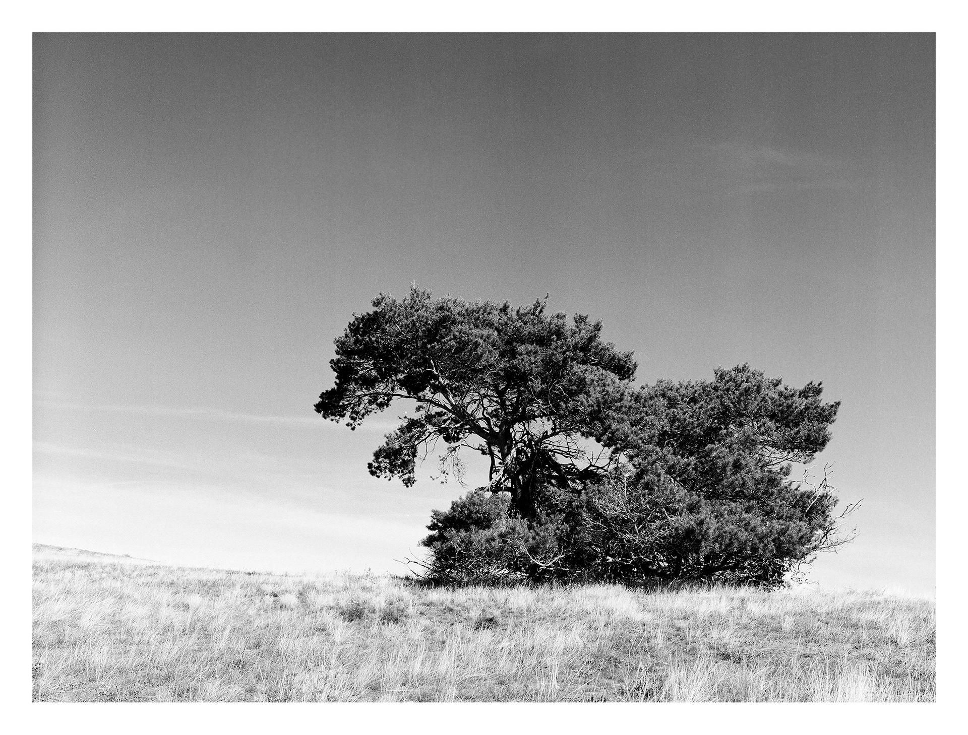 Black and white photos of trees by the sea
