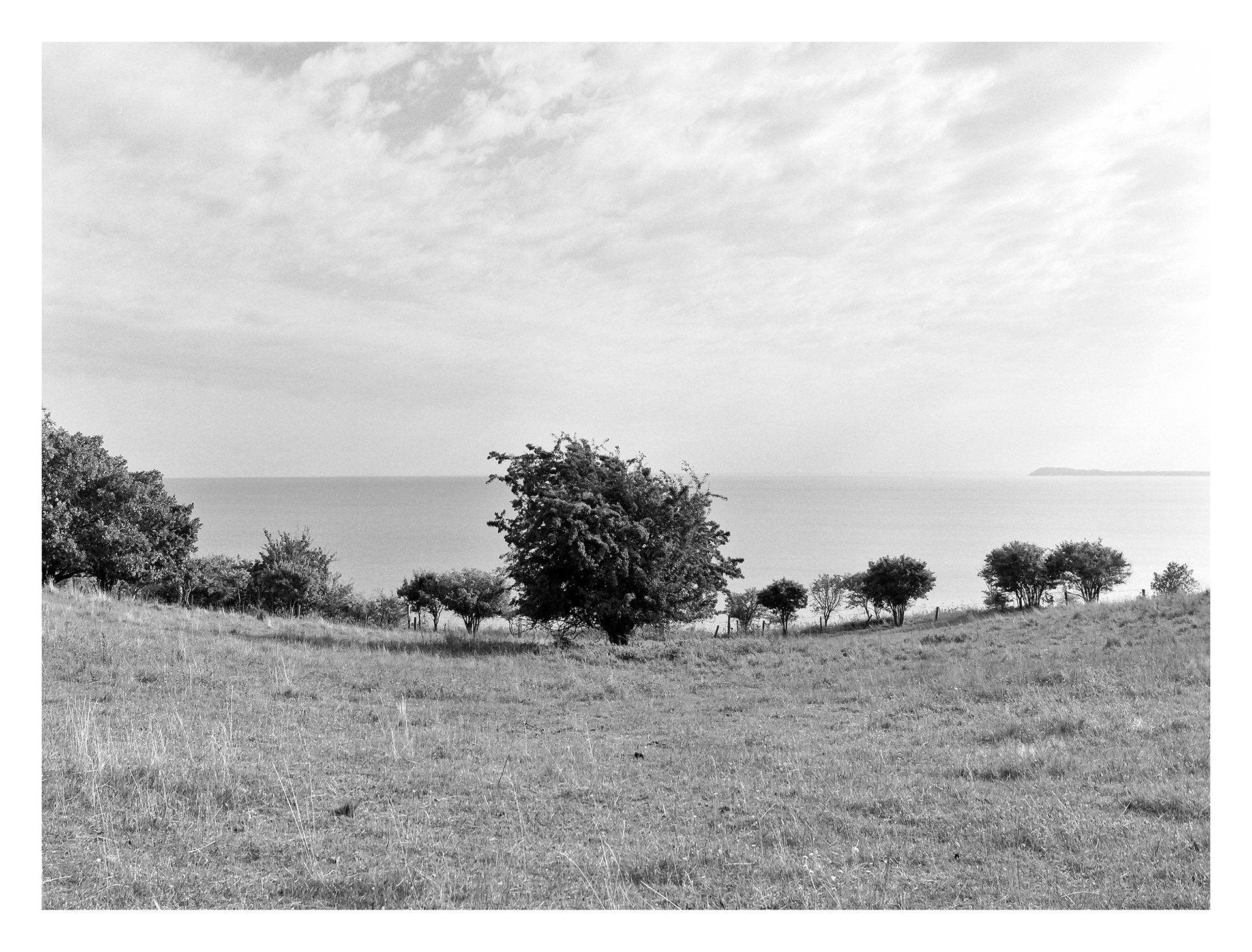 Black and white photos of trees by the sea