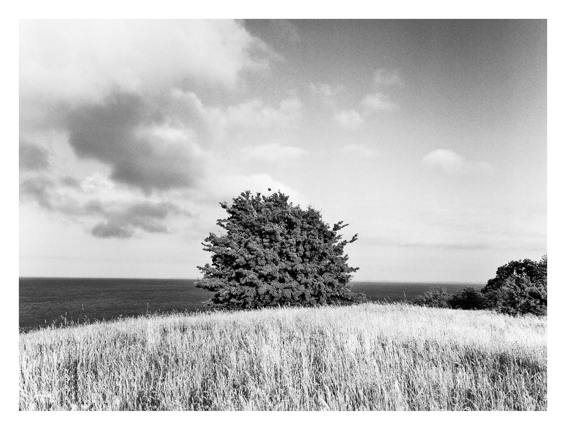 Black and white photos of trees by the sea