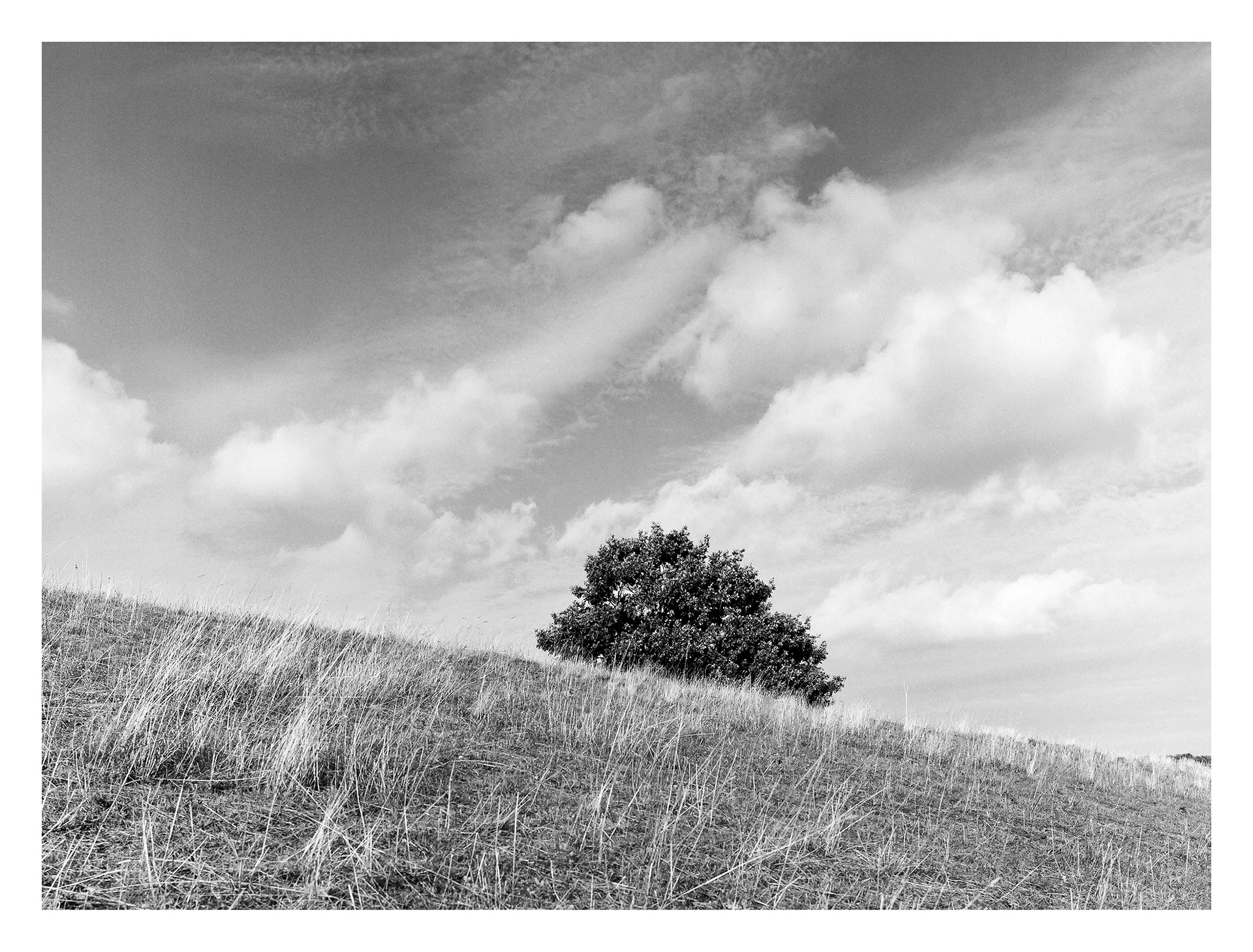 Black and white photos of trees by the sea