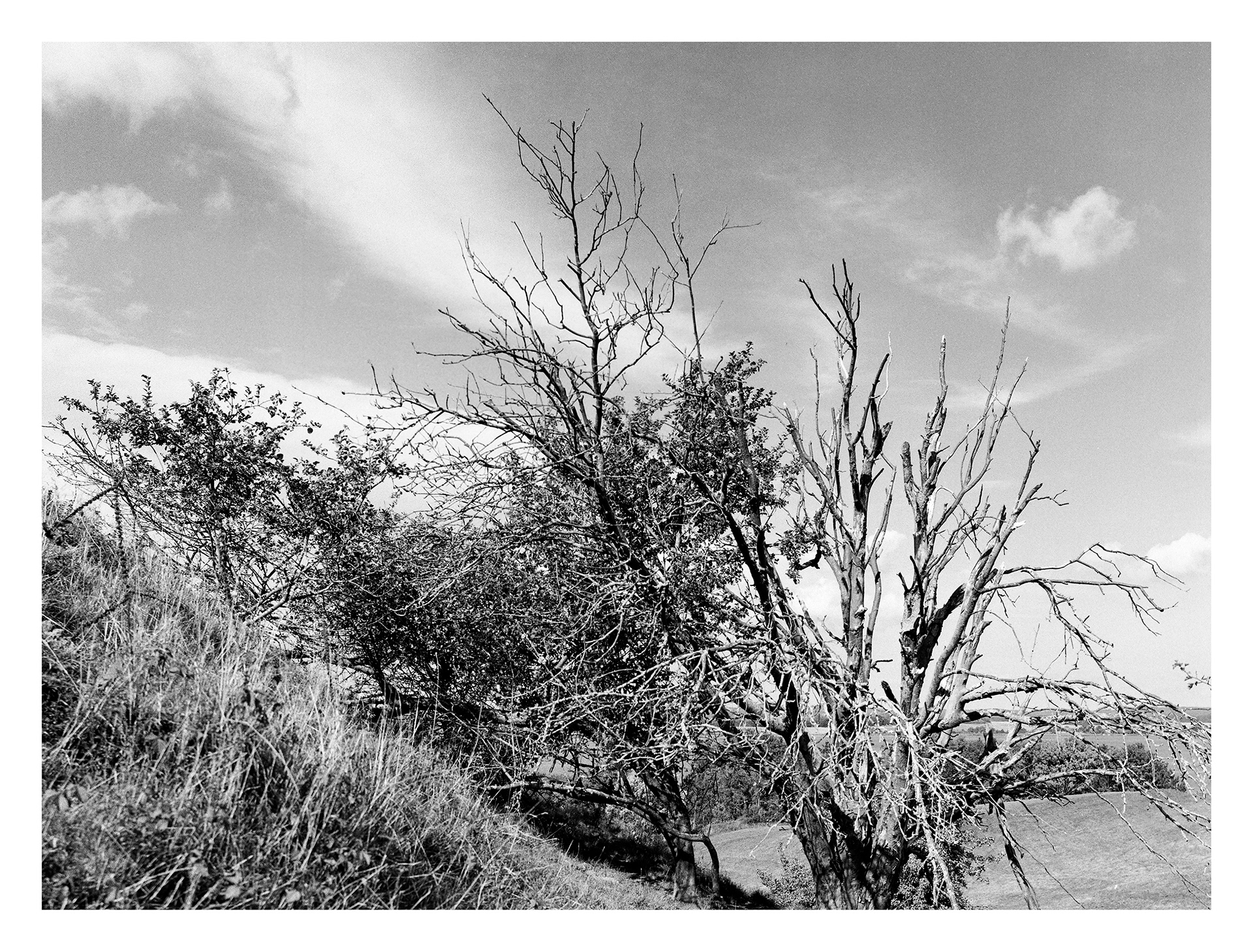Black and white photos of trees by the sea