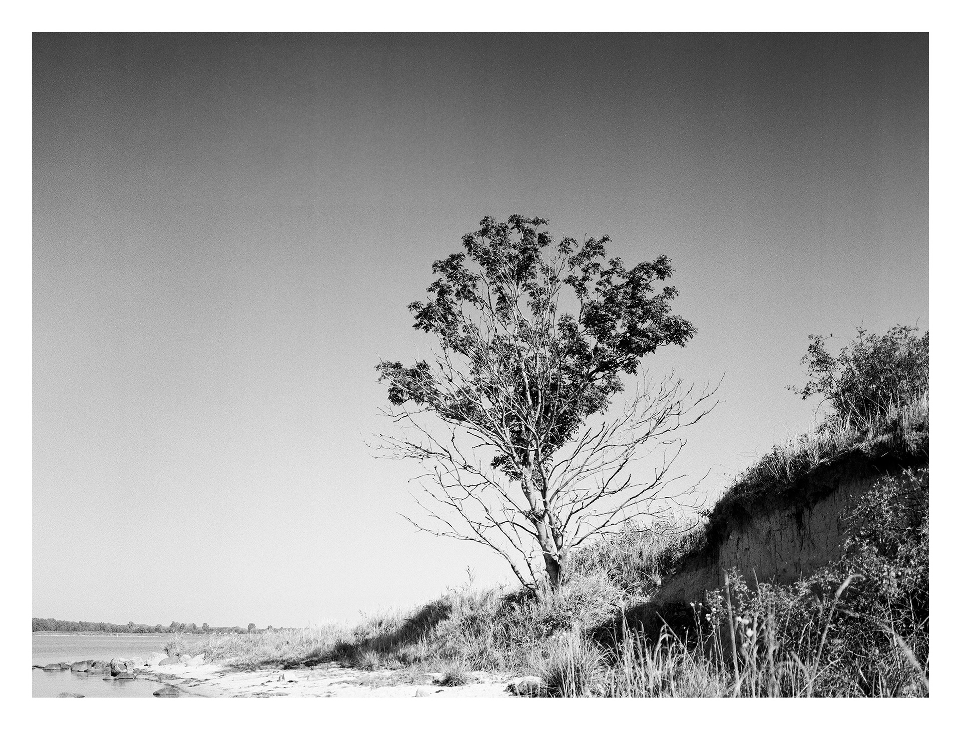 Black and white photos of trees by the sea