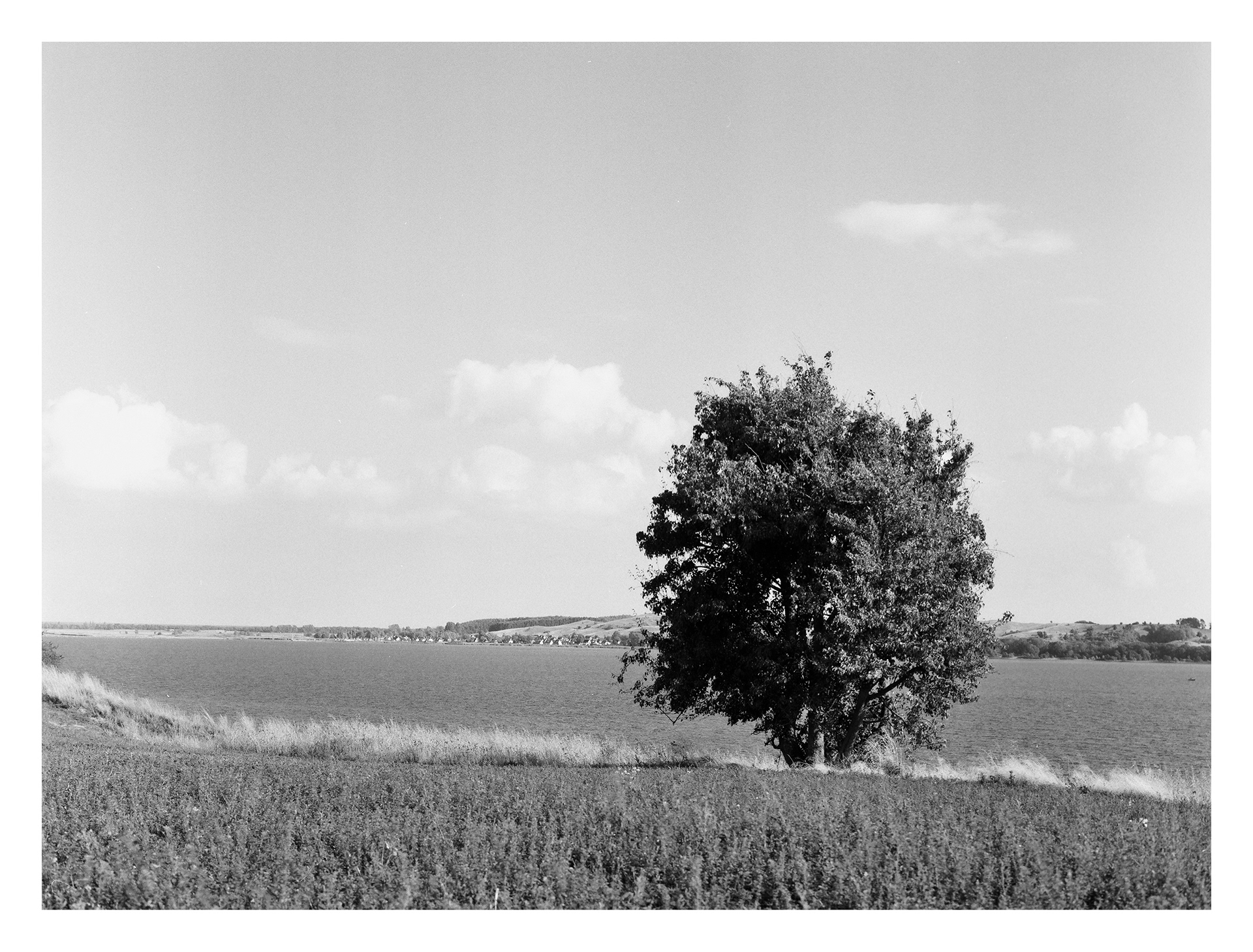 Black and white photos of trees by the sea