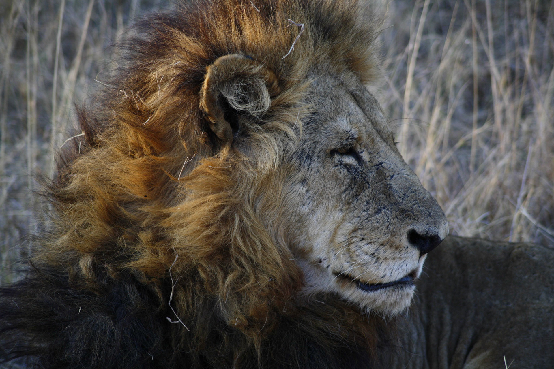 Just woken up - bad hair day.
