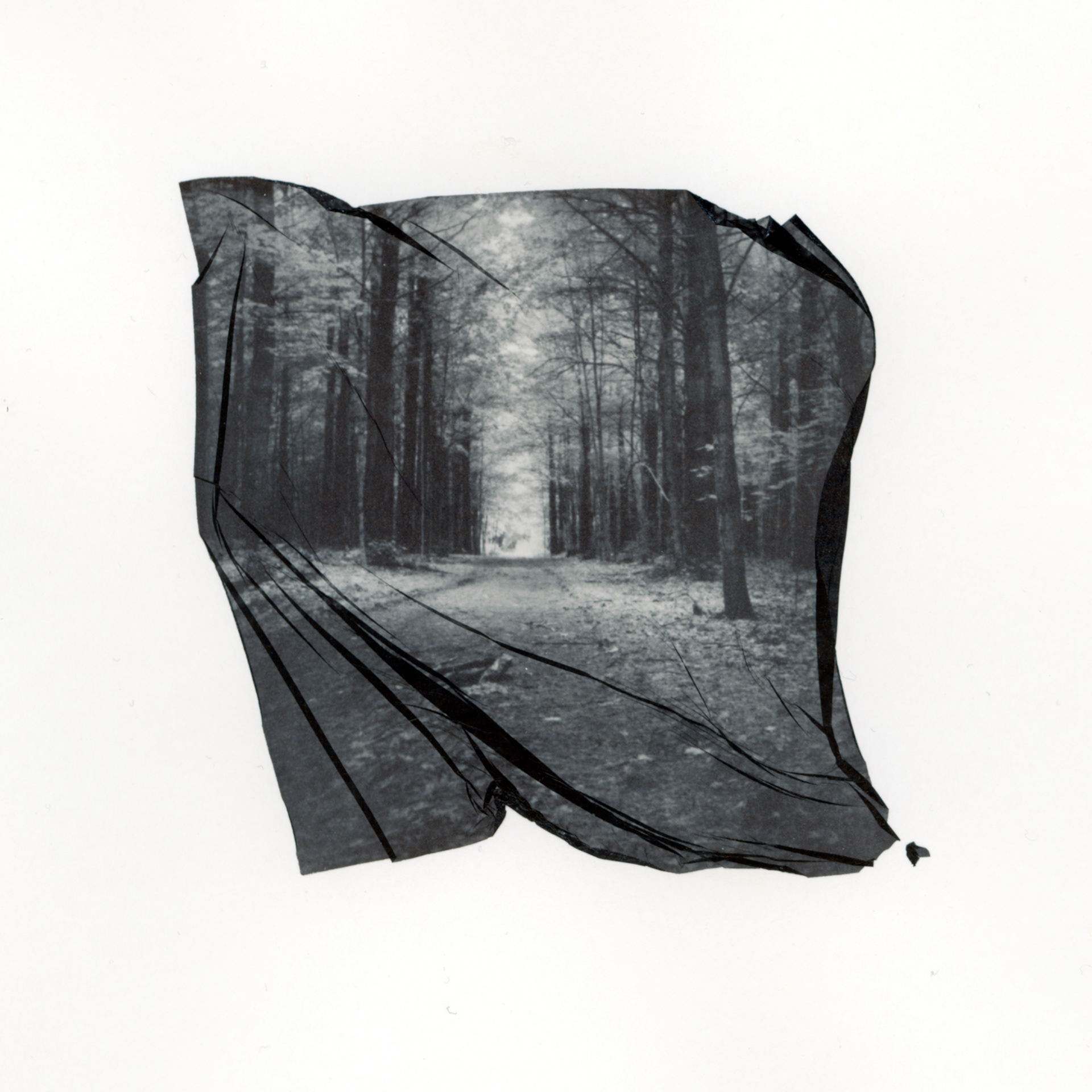 The Forest or the Trees