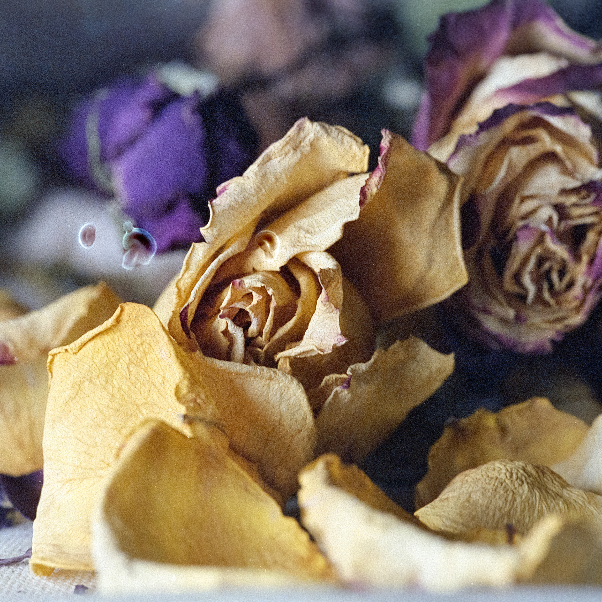 Birthday Flowers no. 1