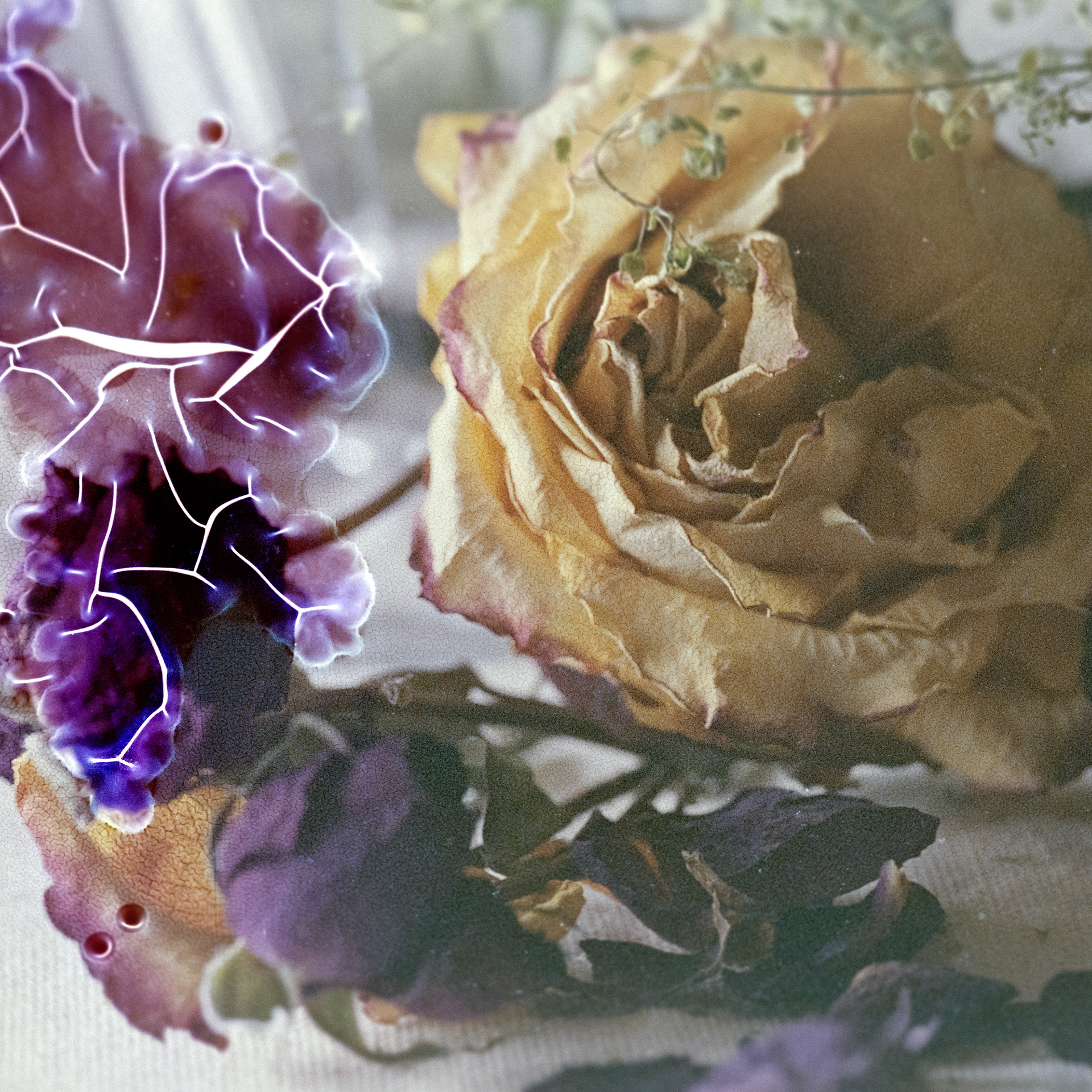 Birthday Flowers no. 4