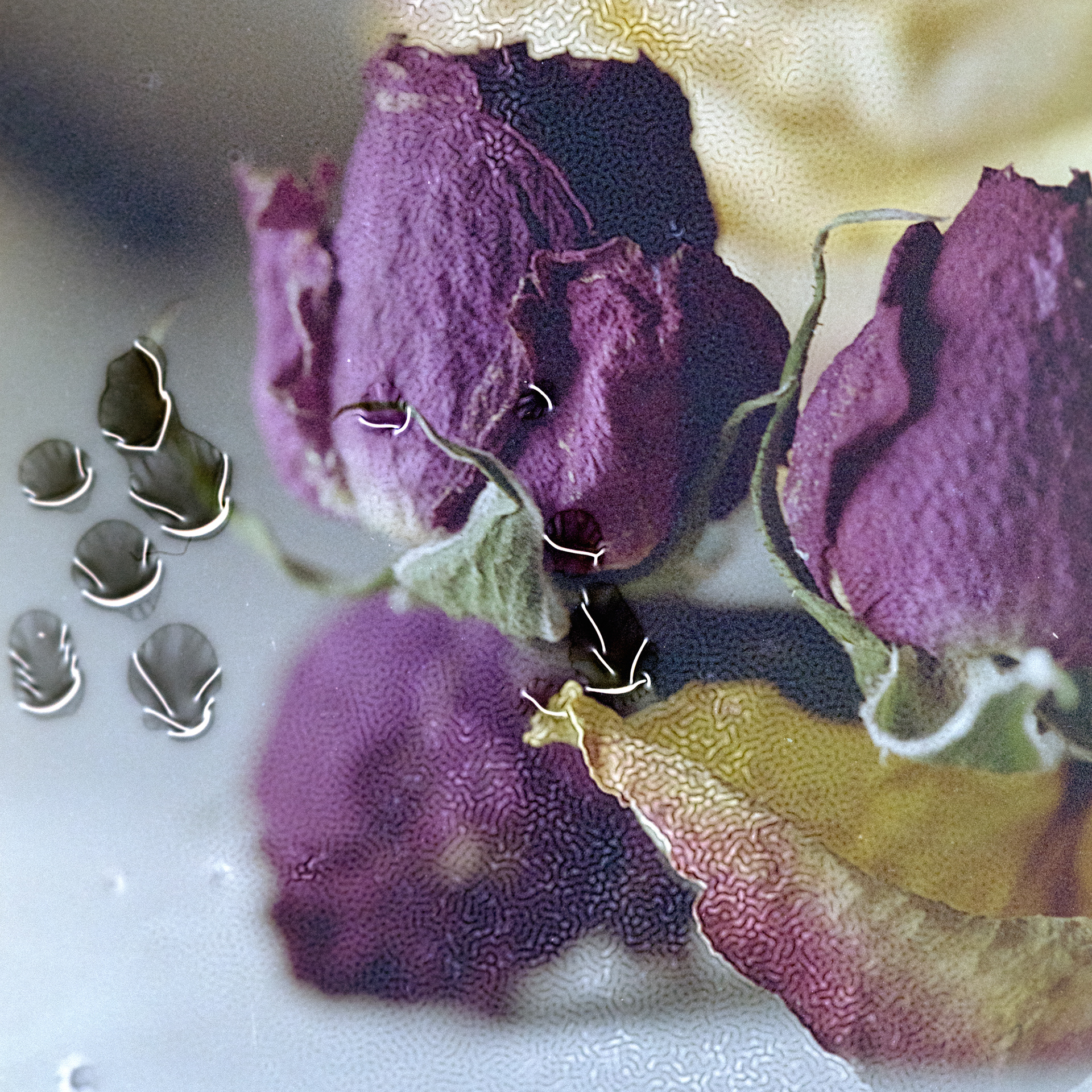 Birthday Flowers no. 2