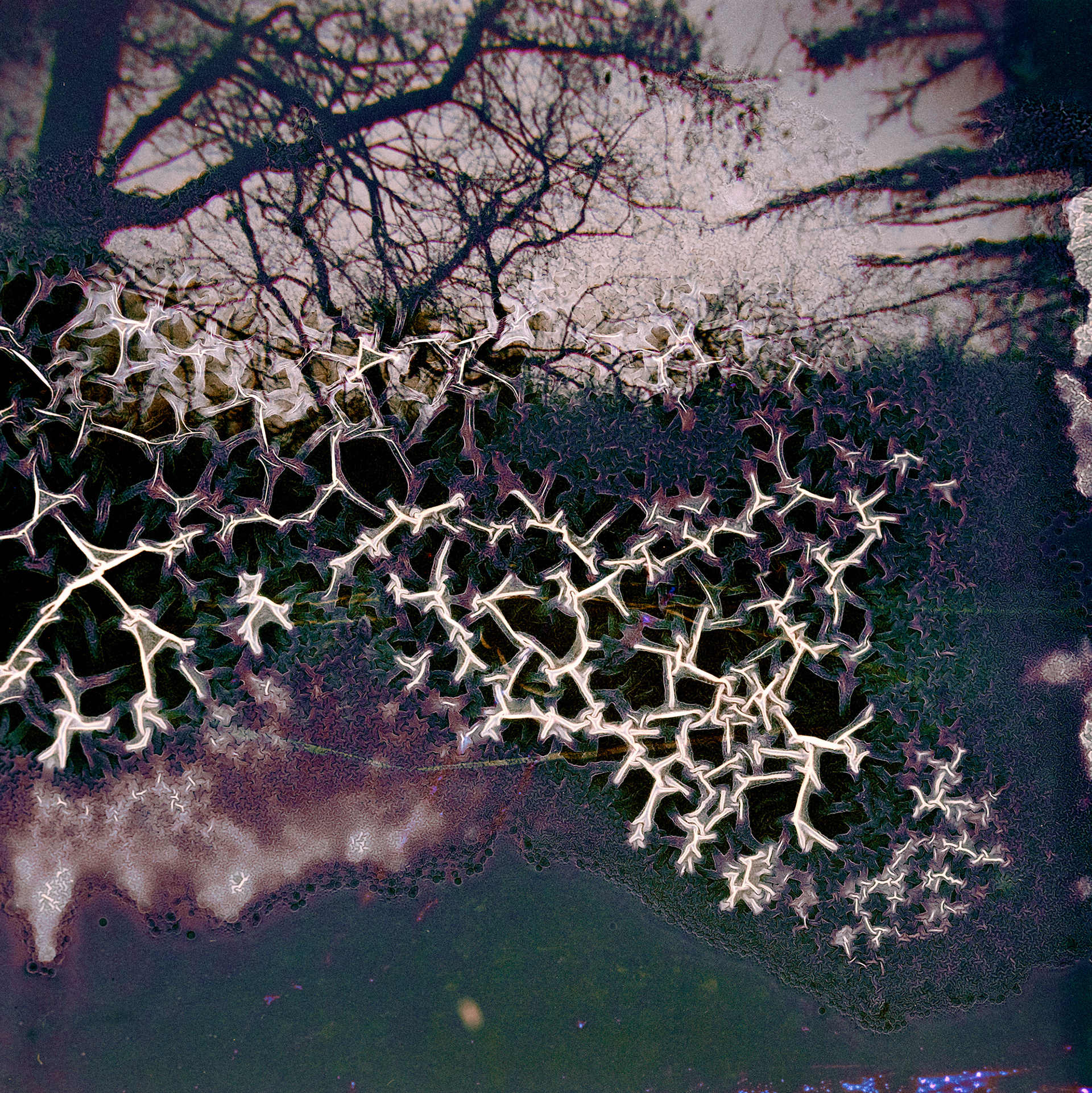 The Sky is Purple no. 1