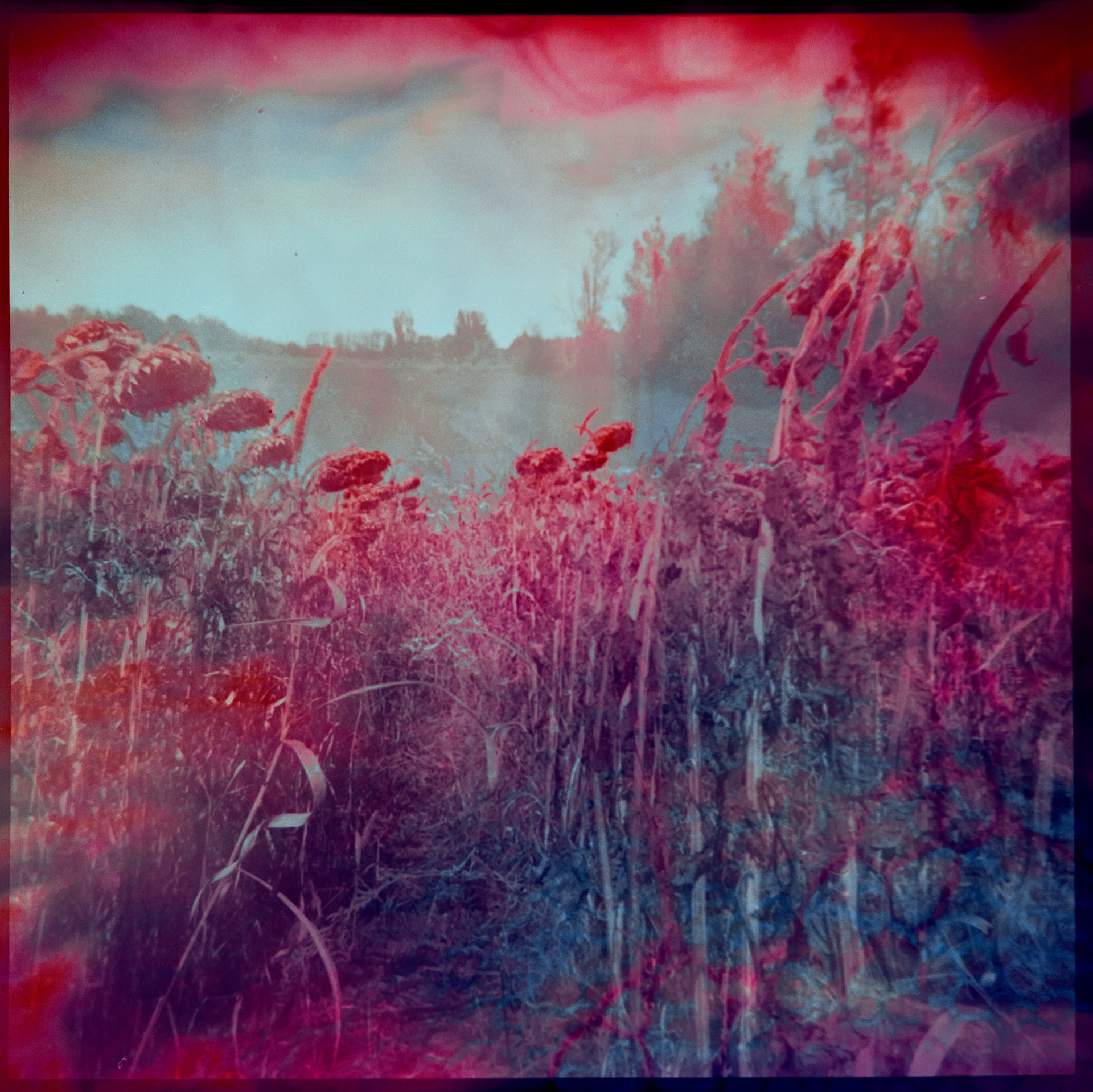 The Sunflower Fields no. 5