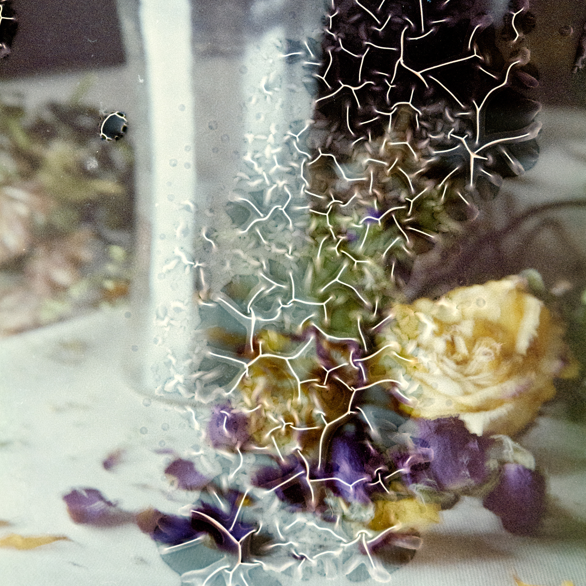 Birthday Flowers no. 7