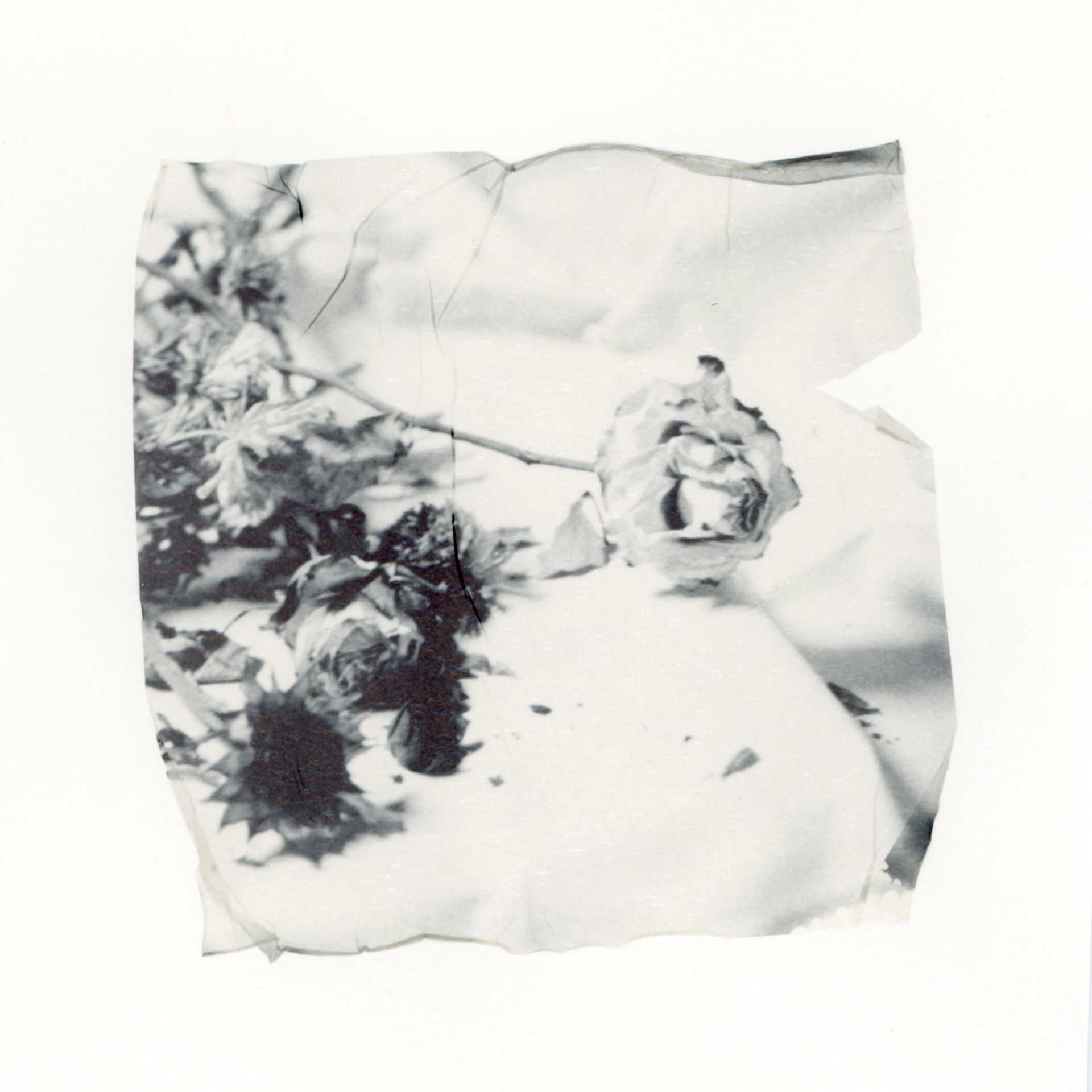 Birthday Flowers no. 11