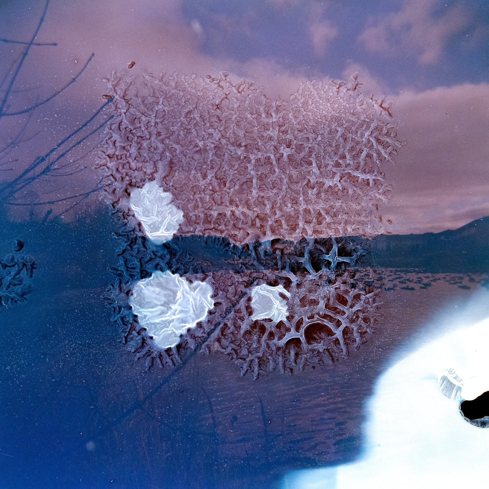 The Sky is Purple no. 4