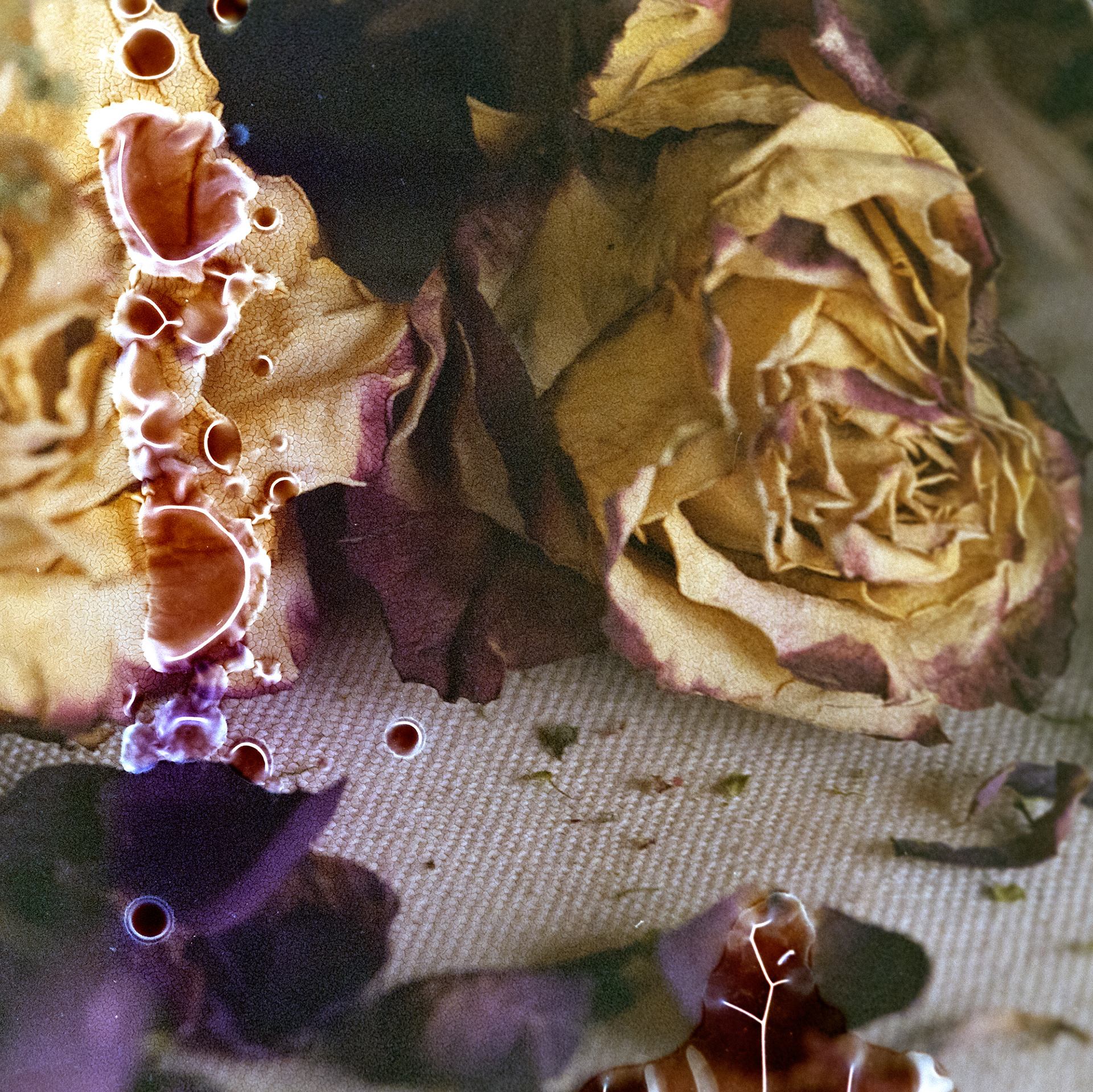 Birthday Flowers no. 9