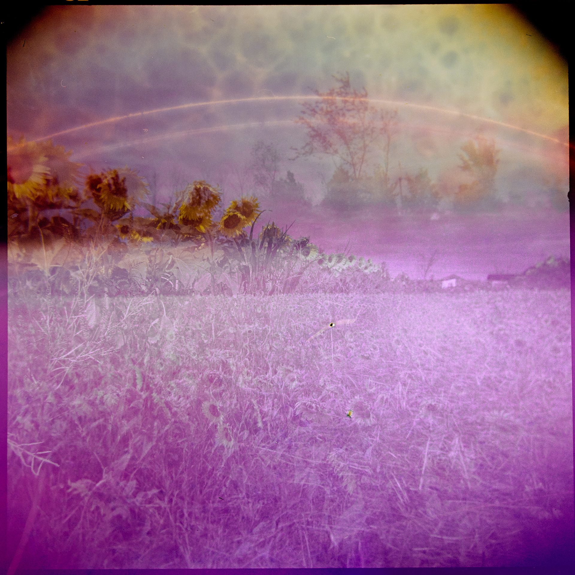 The Sunflower Fields no. 2