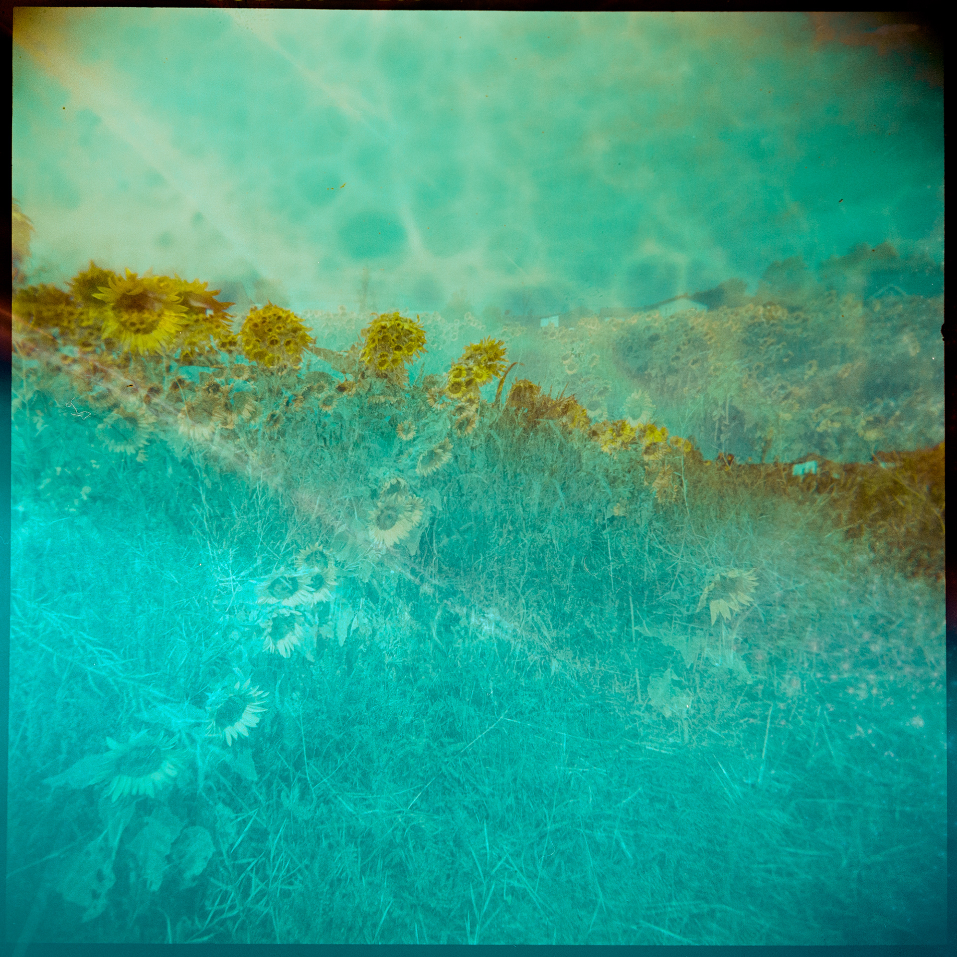 The Sunflower Fields no. 1