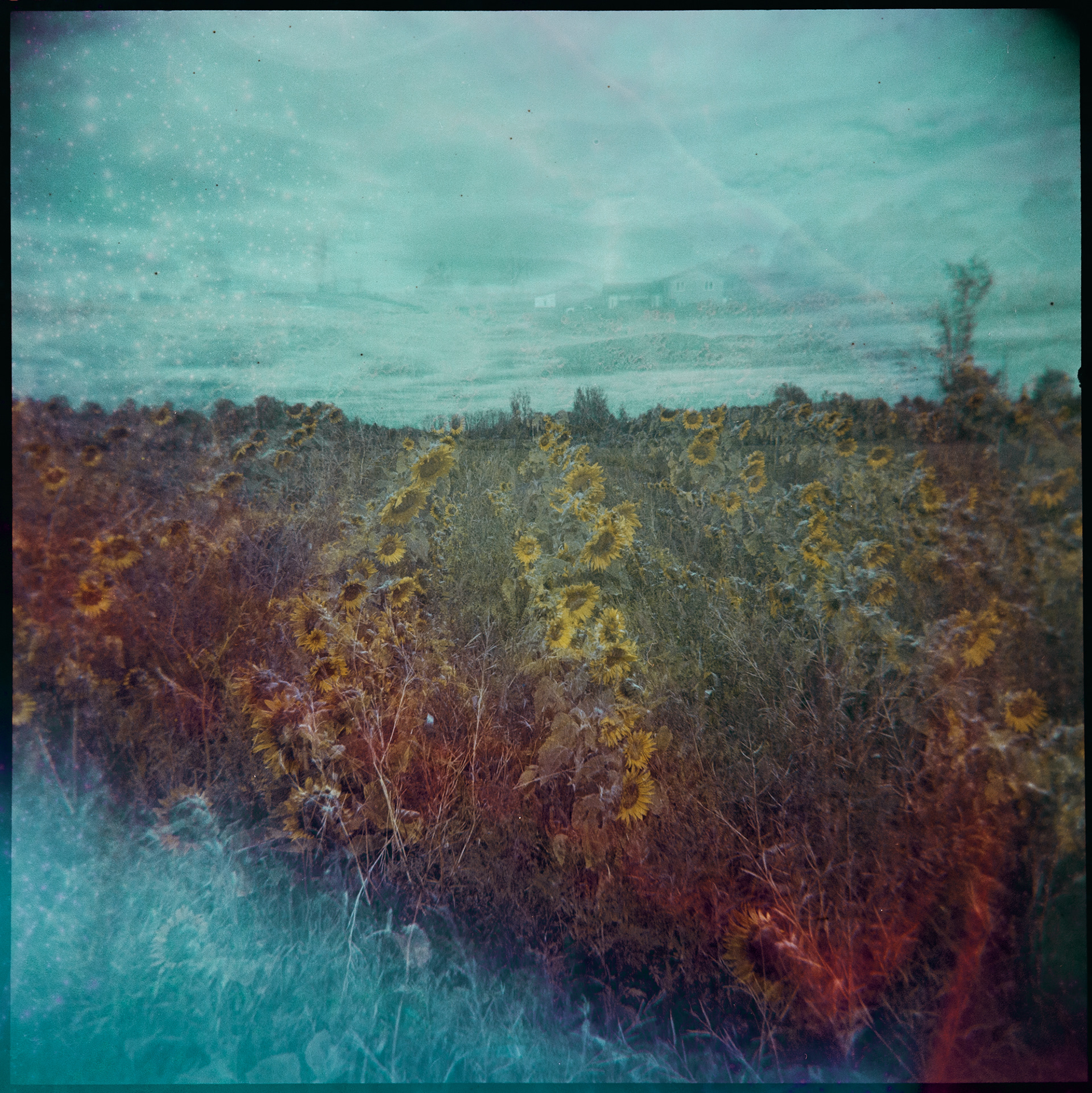 The Sunflower Fields no. 6