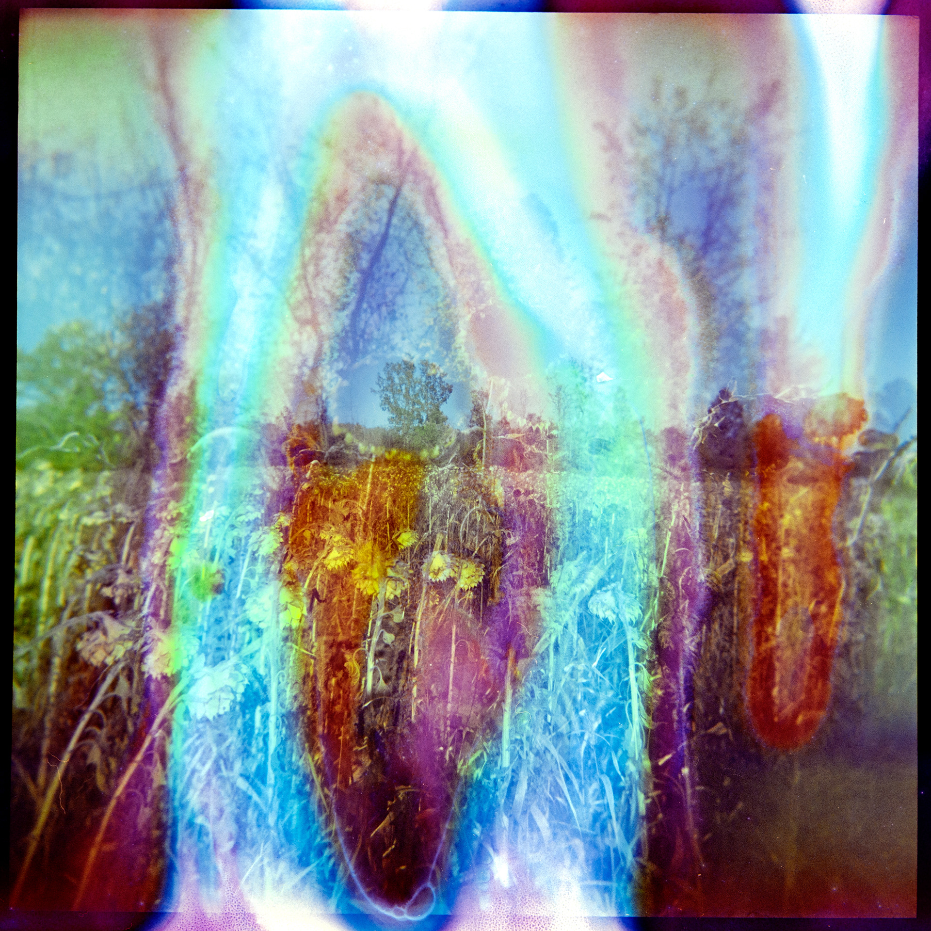 The Sunflower Fields no. 3