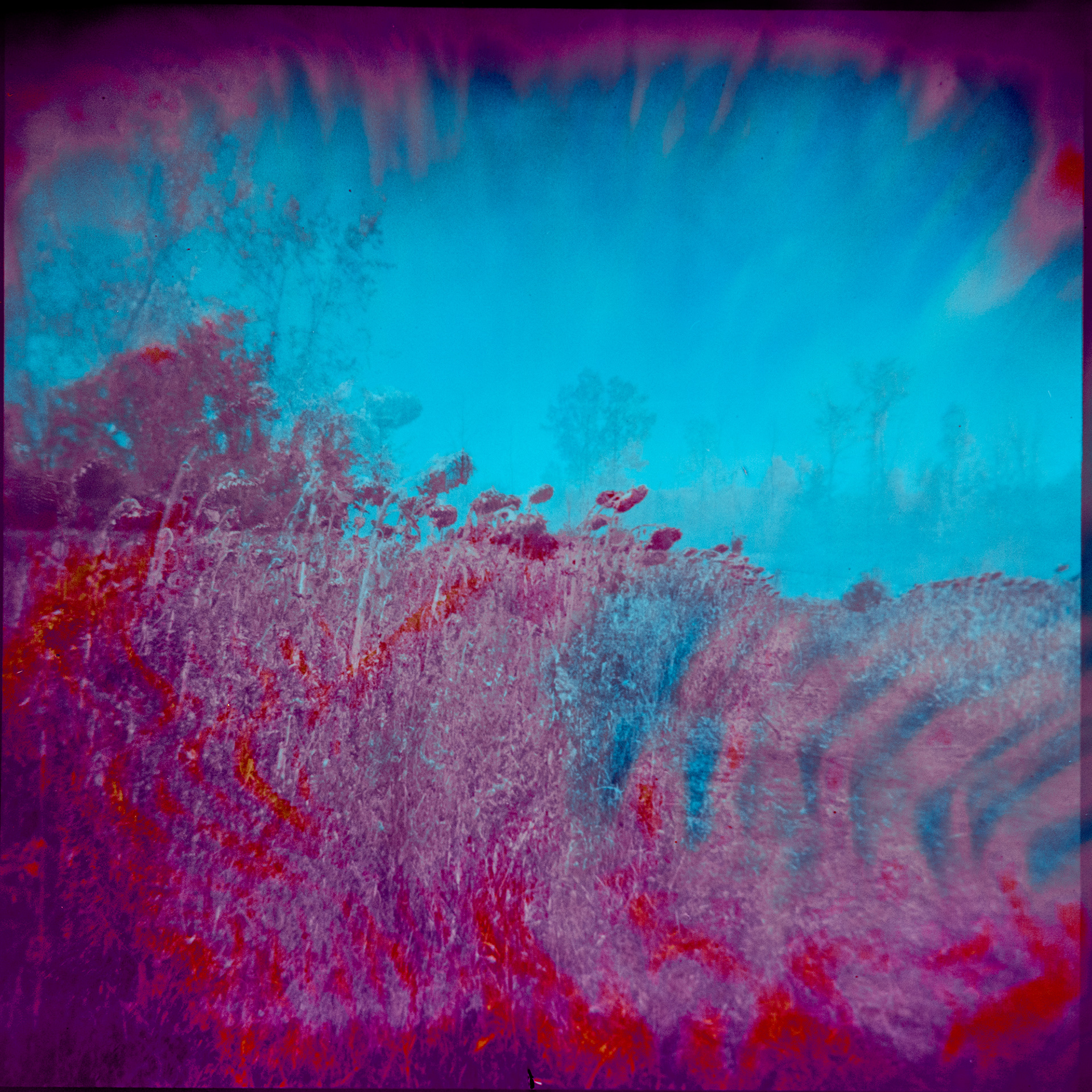 The Sunflower Fields no. 4