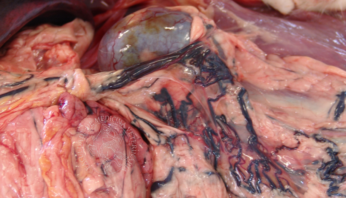 veterinary clinical pathology with extensive image galleries on haematology, urinalysis, cytology of domestic and exotic species, necropsy, lung, kidney