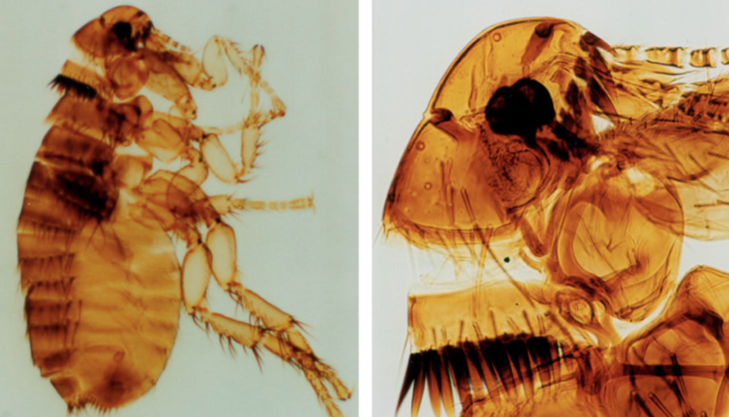 parasitology, veterinary, mites, ticks, fleas, protozoology