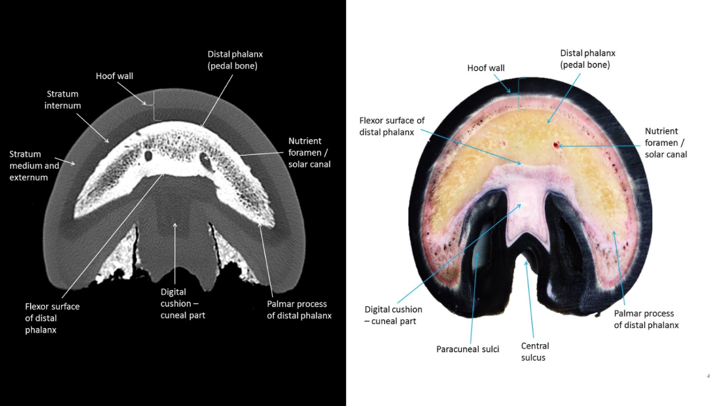 horse, foot, bone, limb, anatomy, x-ray, MRI