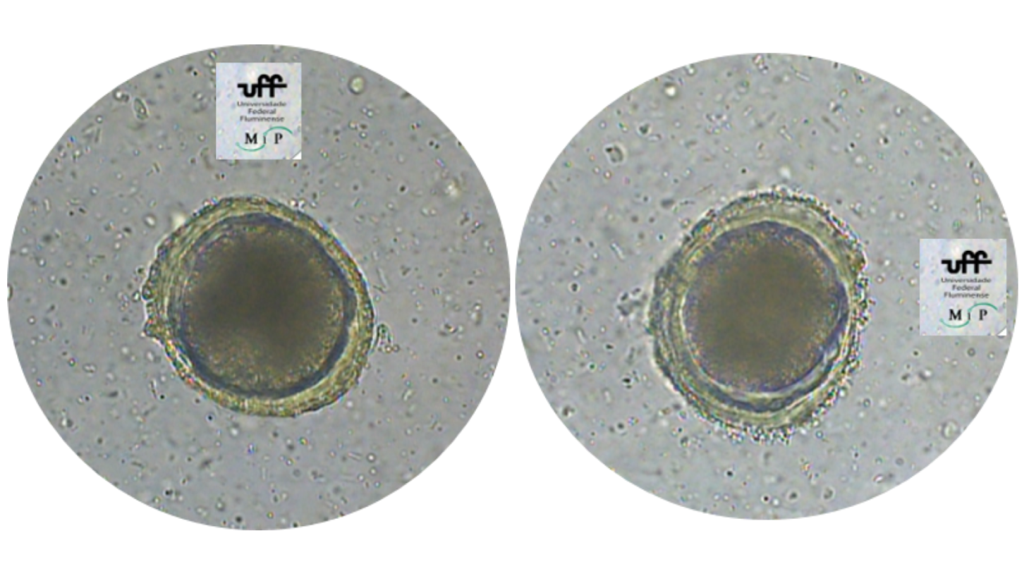 parasitology, veterinary, mites, ticks, fleas, protozoology