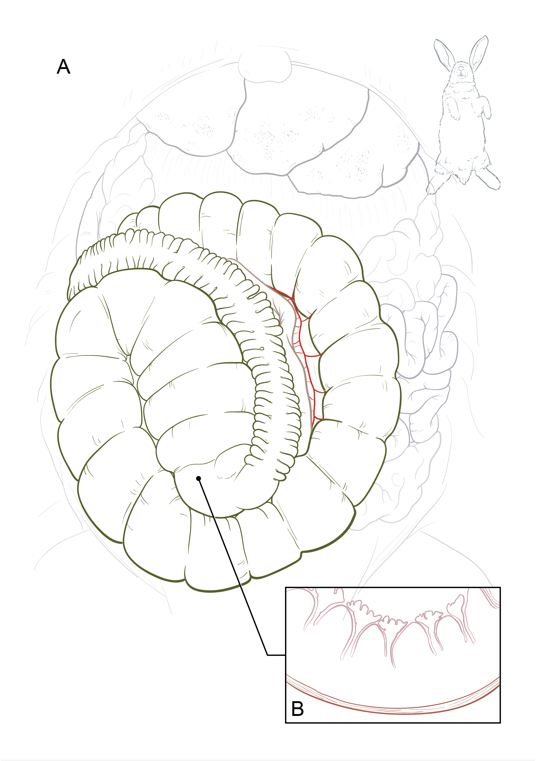 / cleaned-up line art in Adobe Illustrator