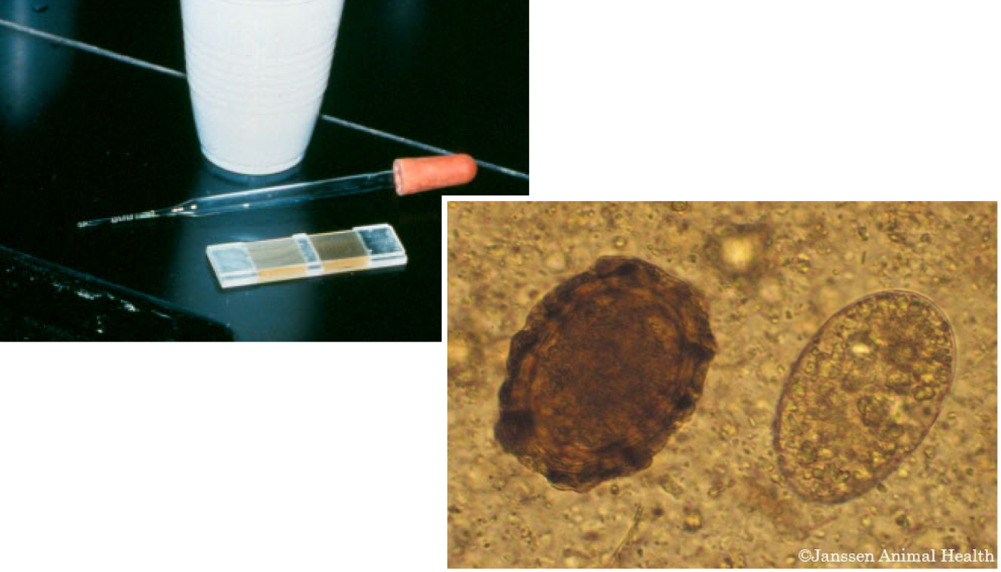 parasitology, veterinary, mites, ticks, fleas, protozoology