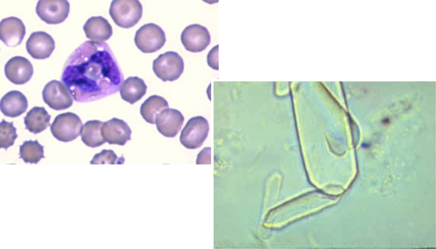 veterinary clinical pathology with extensive image galleries on haematology, urinalysis, cytology of domestic and exotic species