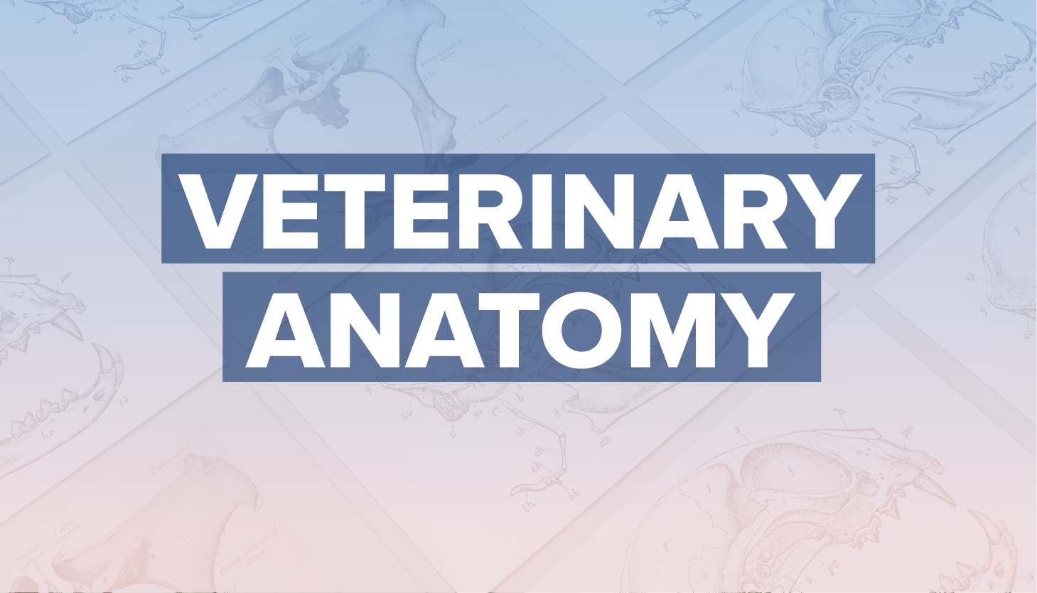 anatomy, veterinary, animal, neurology, dog, resources