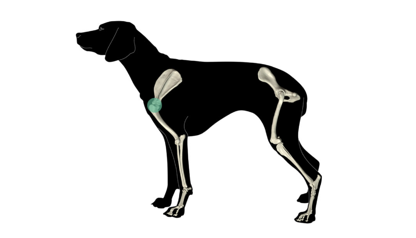 Dog, skeleton, bones, anatomy, muscles