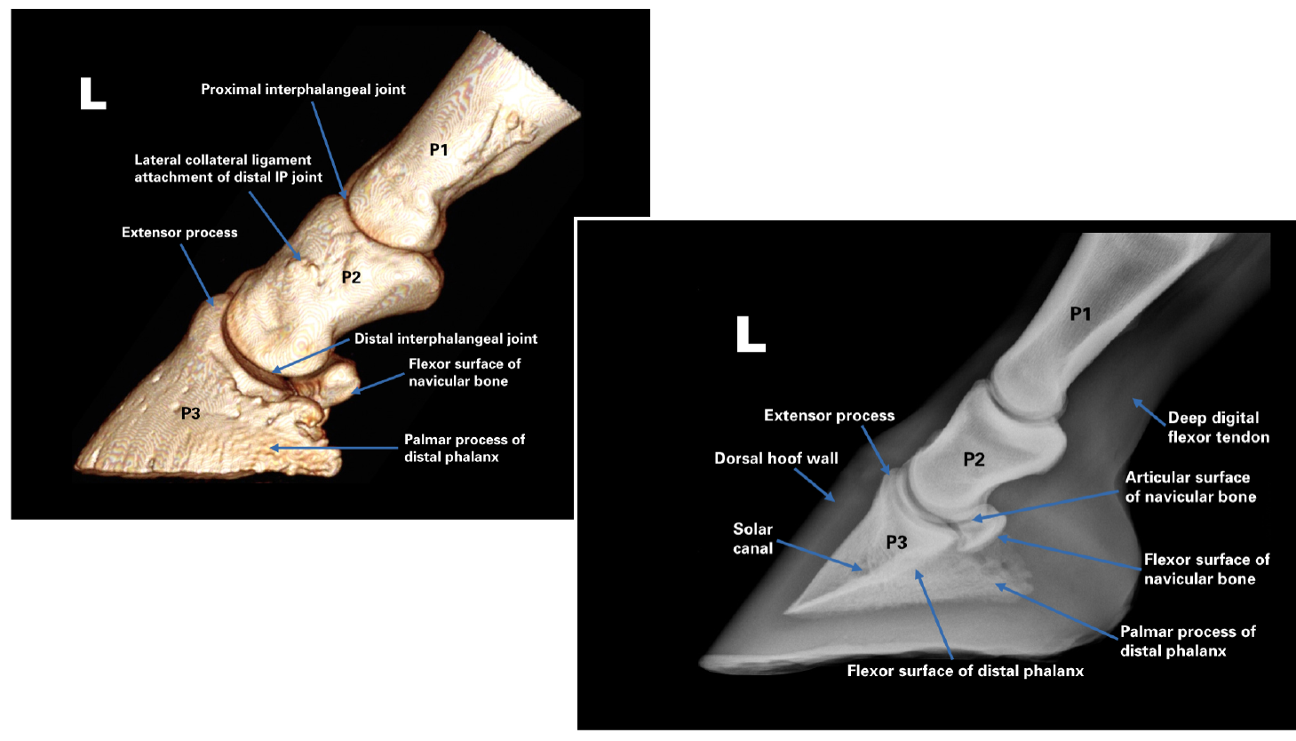 horse, foot, bone, limb, anatomy, x-ray
