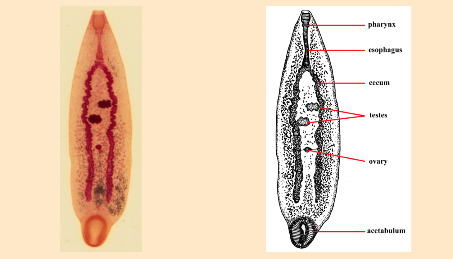 parasitology, veterinary, mites, ticks, fleas, protozoology