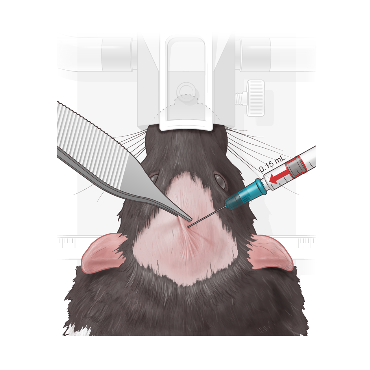 Medical and Veterinary Illustration by Diogo Guerra - RABBIT APPENDIX ...