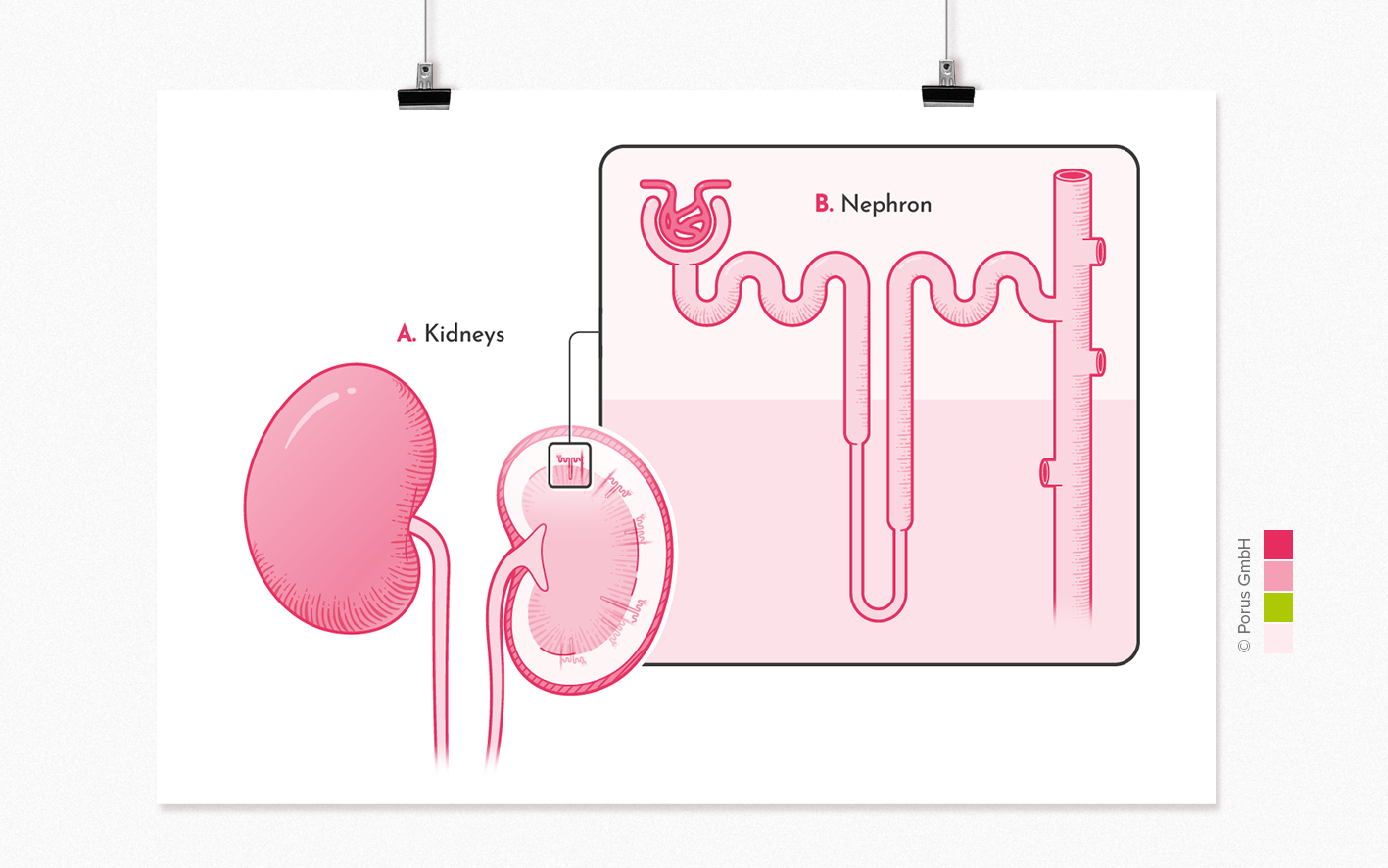 / anatomy of healthy kidneys and location of nephrons.