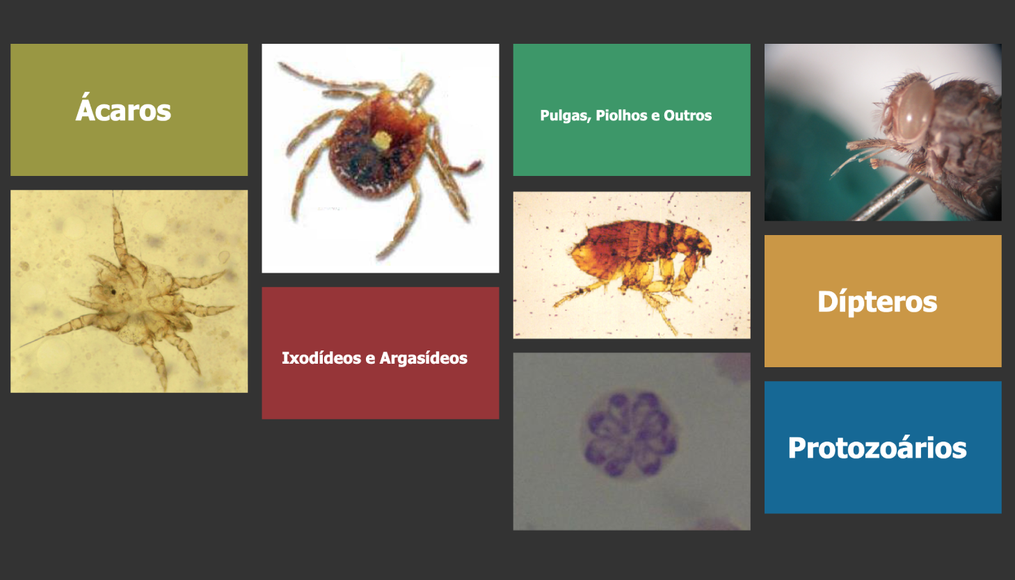 parasitology, veterinary, mites, ticks, fleas, protozoology