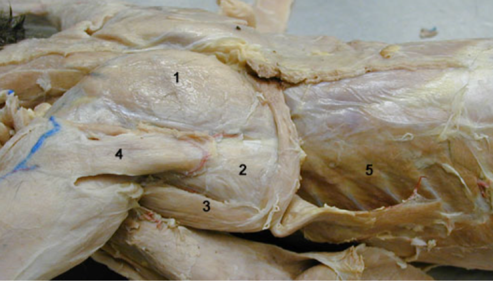 cat muscle dissection