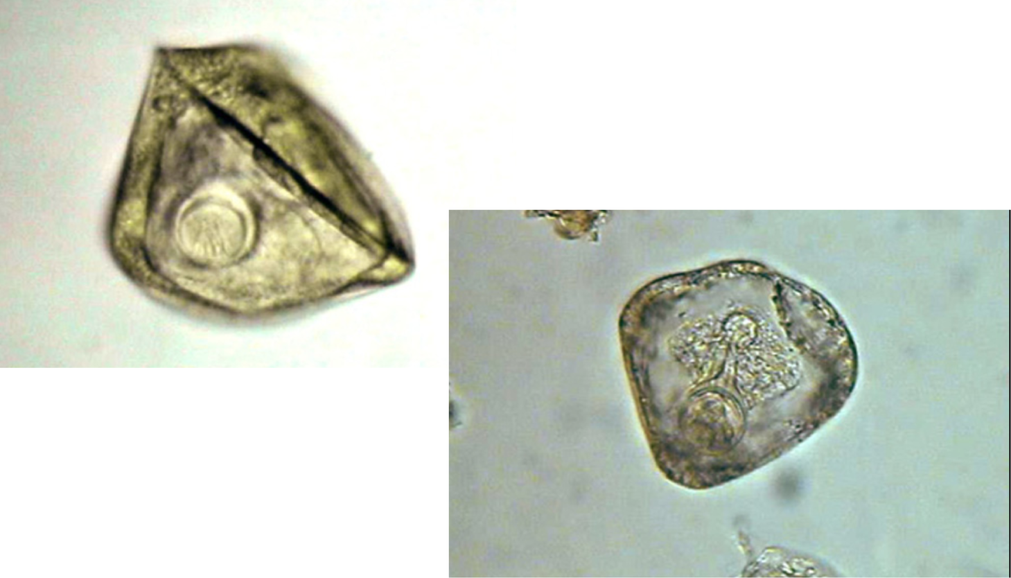 parasitology, veterinary, mites, ticks, fleas, protozoology